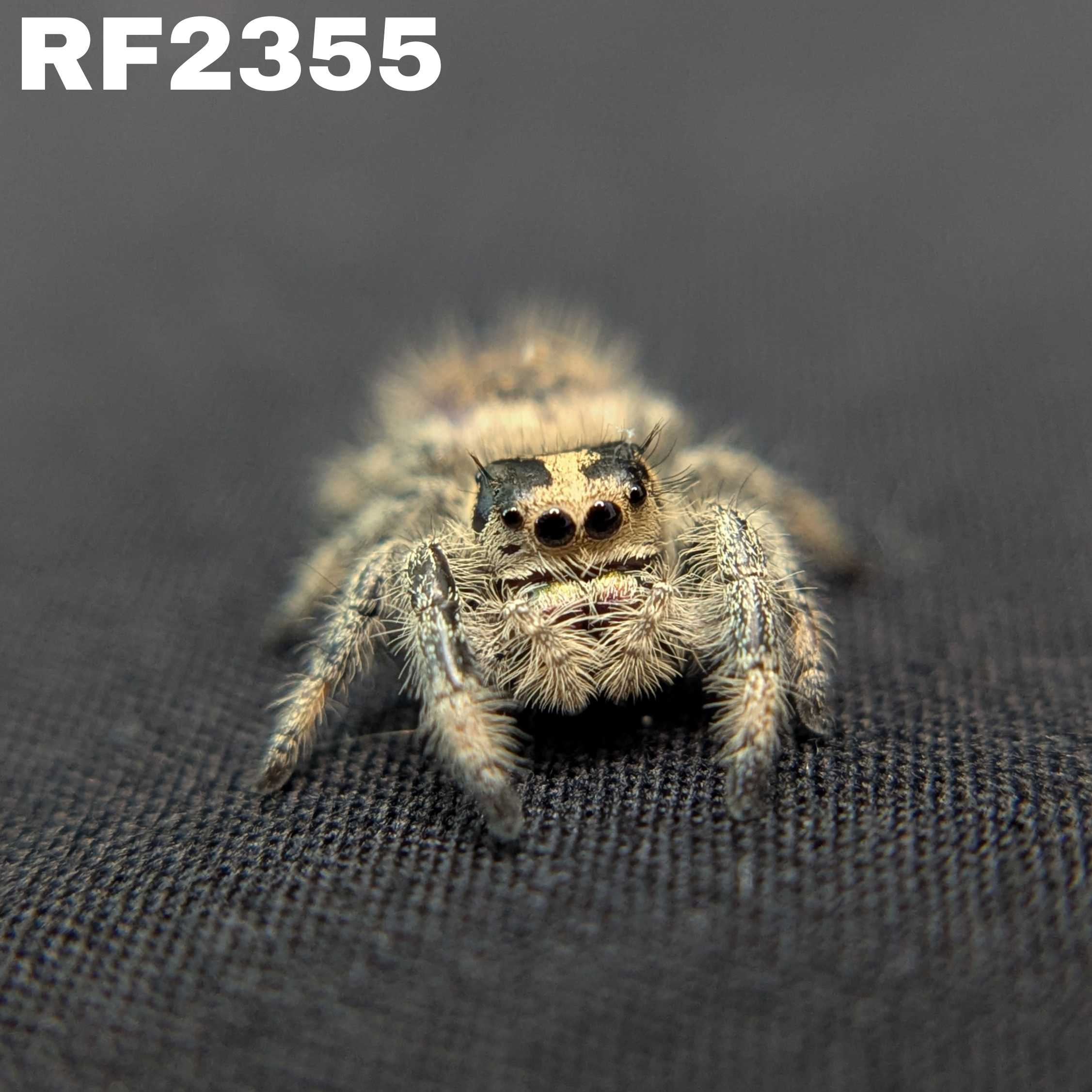 Regal Jumping Spider “Amber”