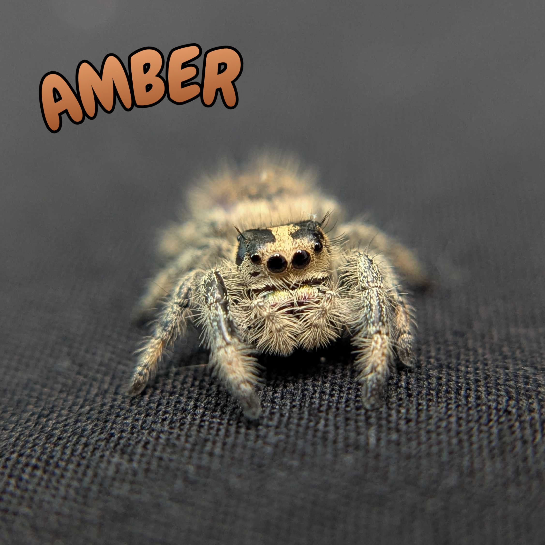 Regal Jumping Spider “Amber”