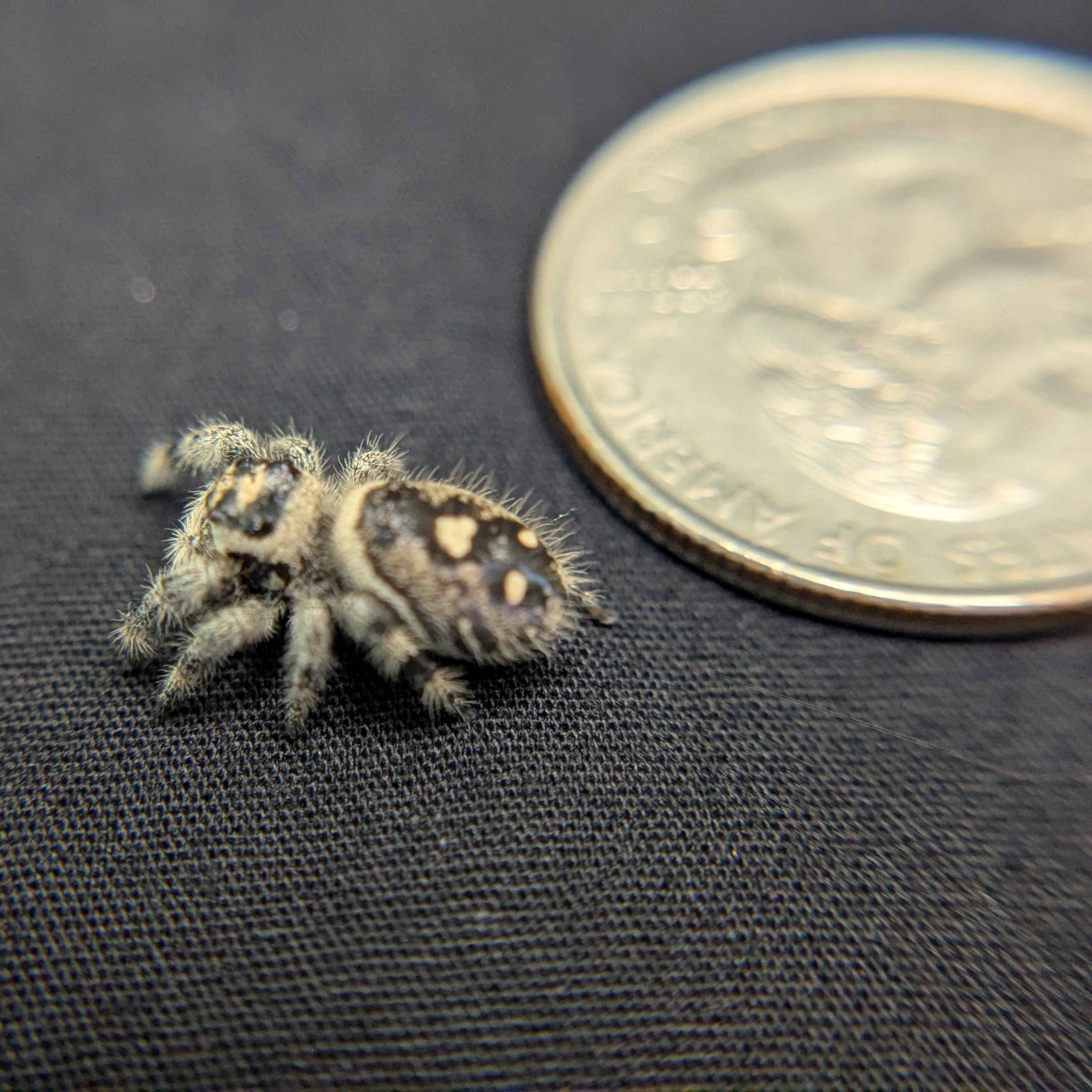 Regal Jumping Spider "Beth"