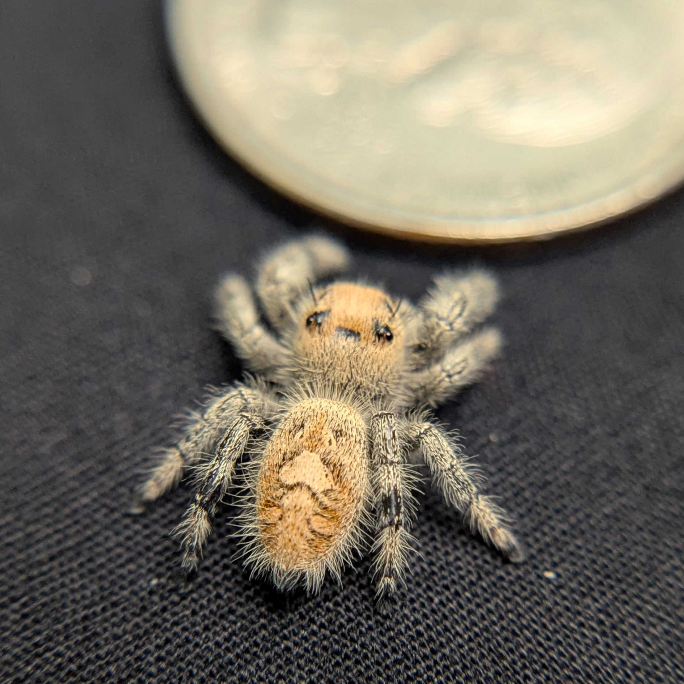 Regal Jumping Spider “Magnolia”