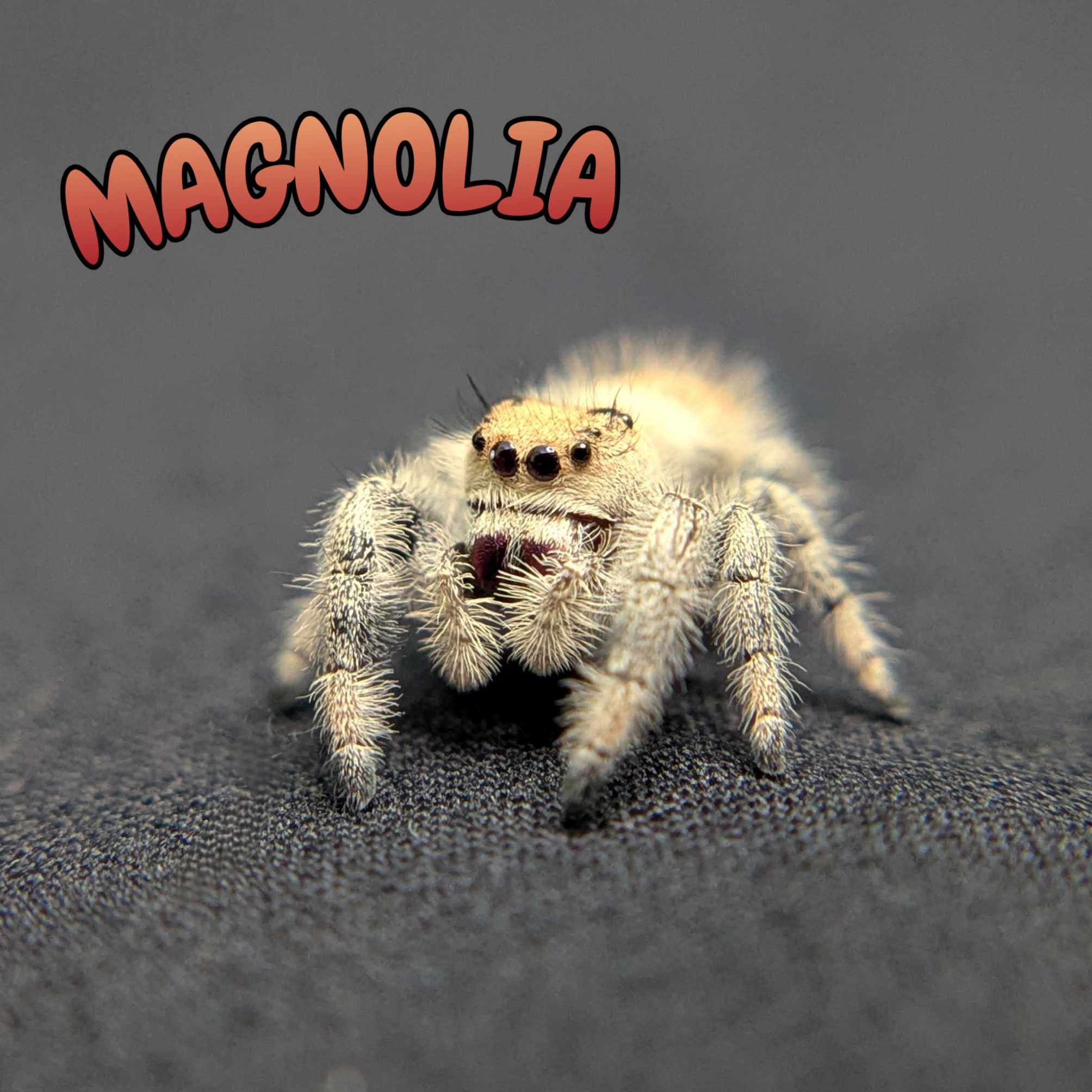 Regal Jumping Spider “Magnolia”