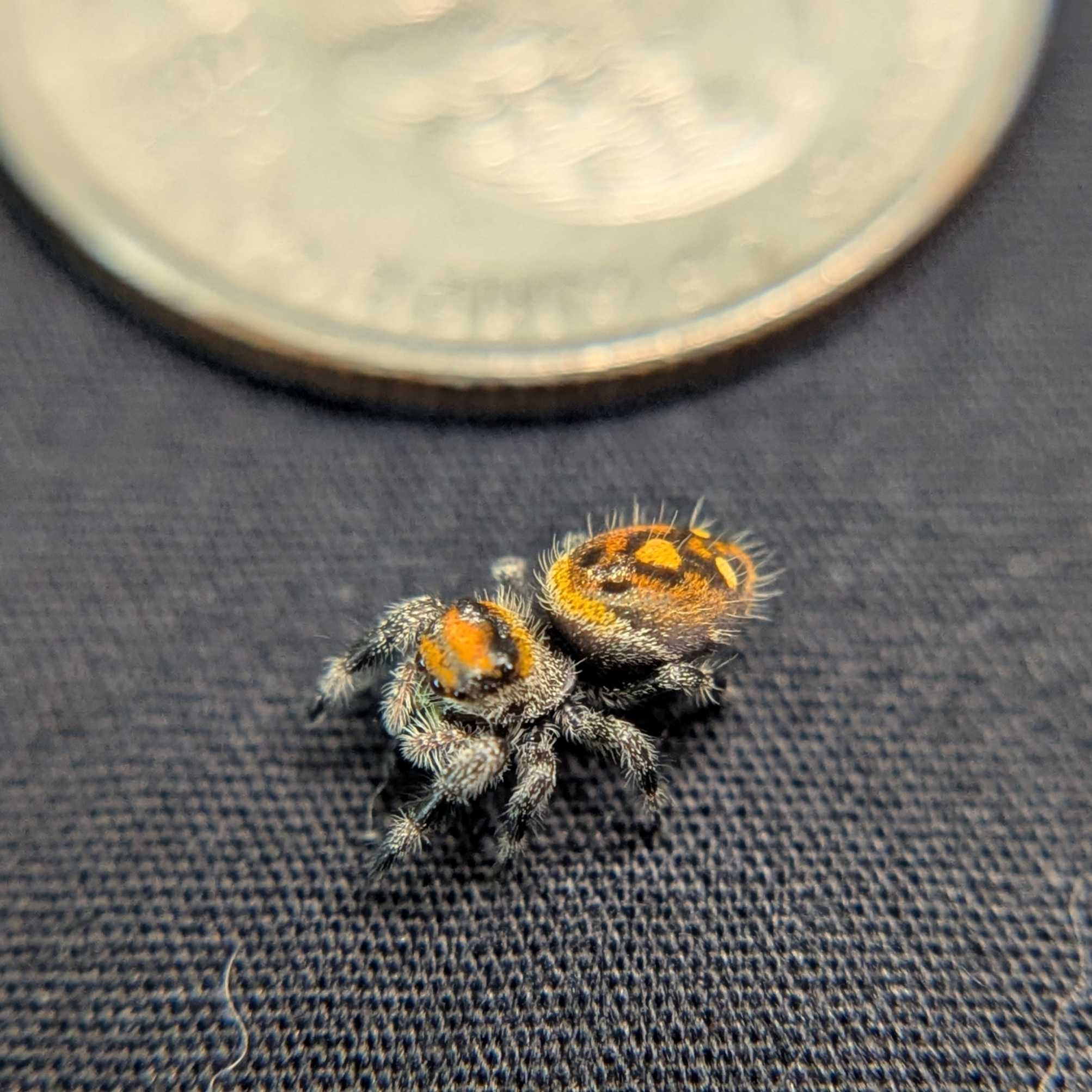 Regal Jumping Spider "Squash"