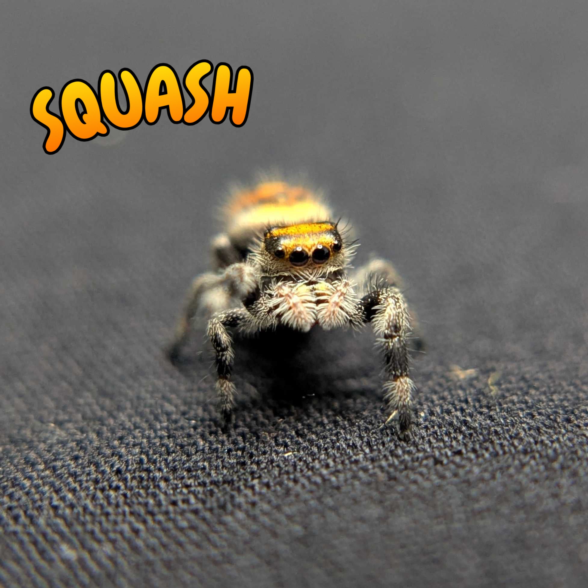 Regal Jumping Spider "Squash"