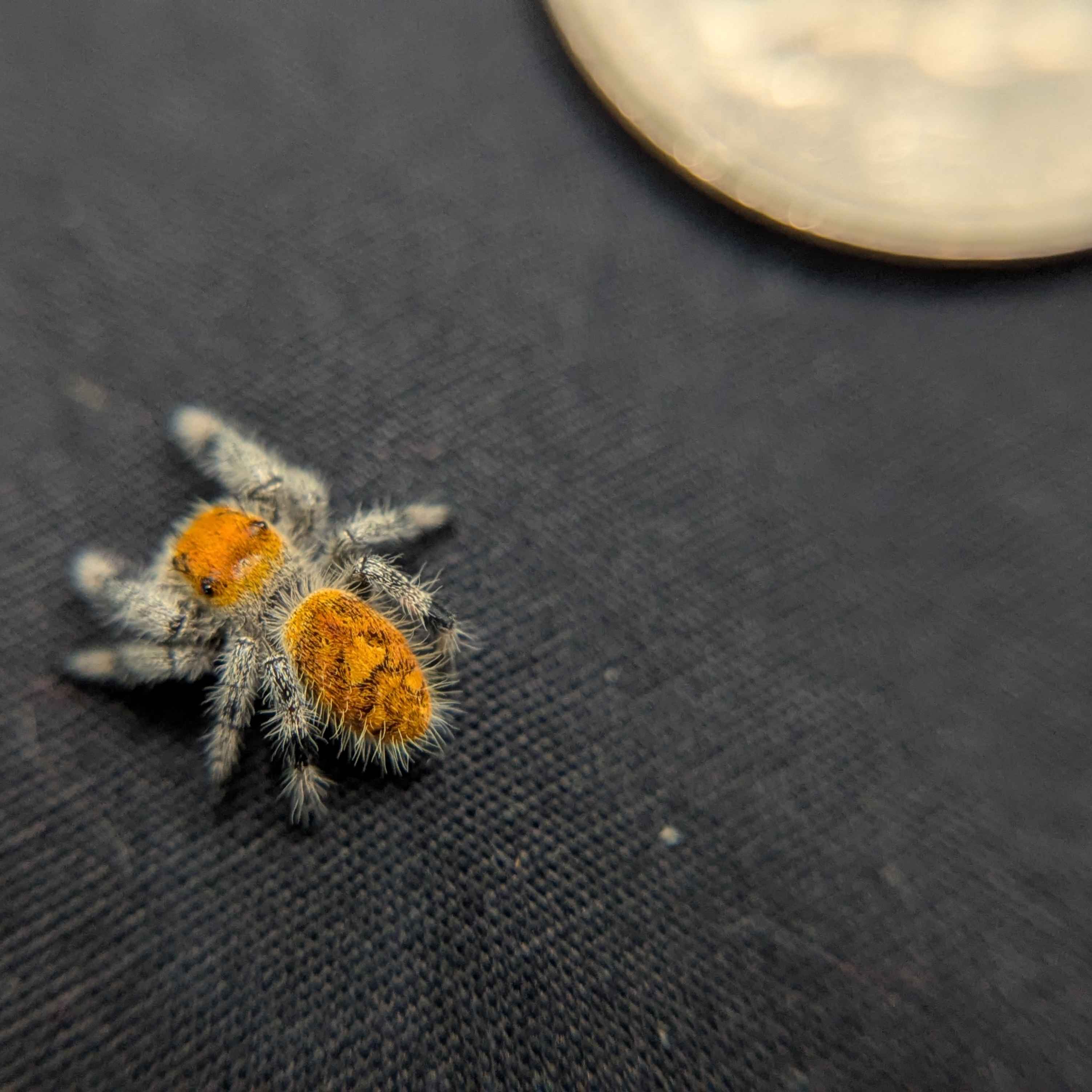 Regal Jumping Spider "Papaya"