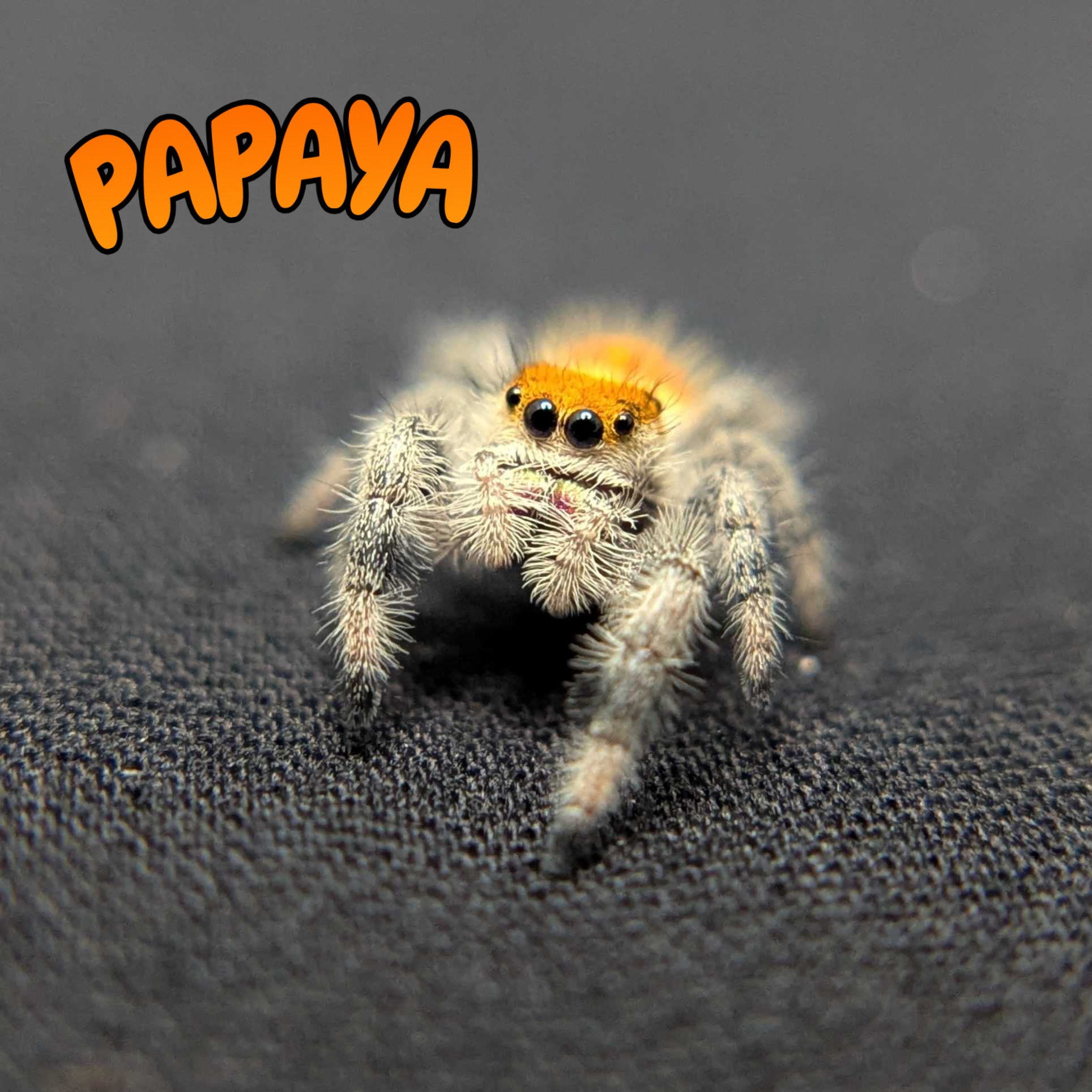 Regal Jumping Spider "Papaya"