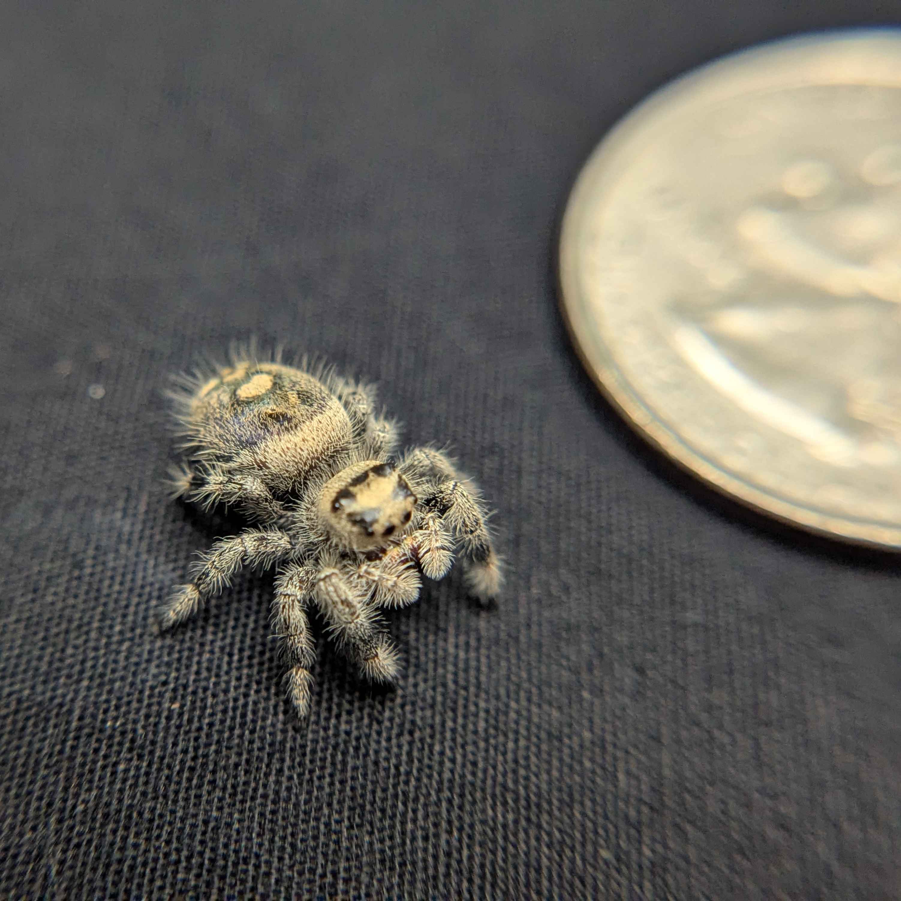 Regal Jumping Spider “Pebble”