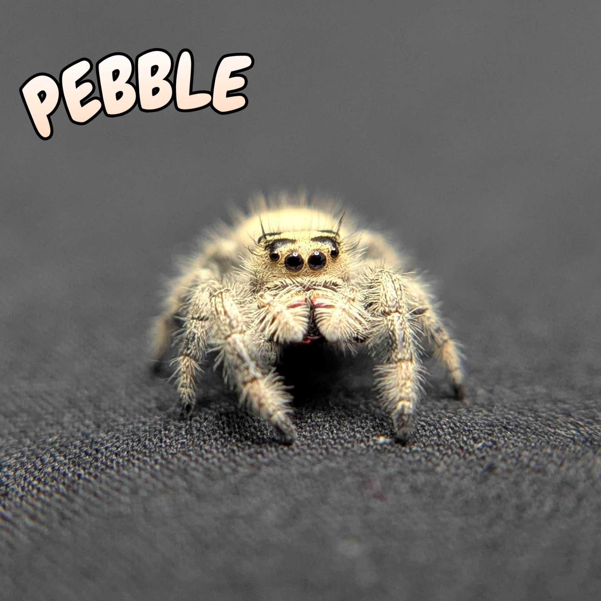 Regal Jumping Spider “Pebble”