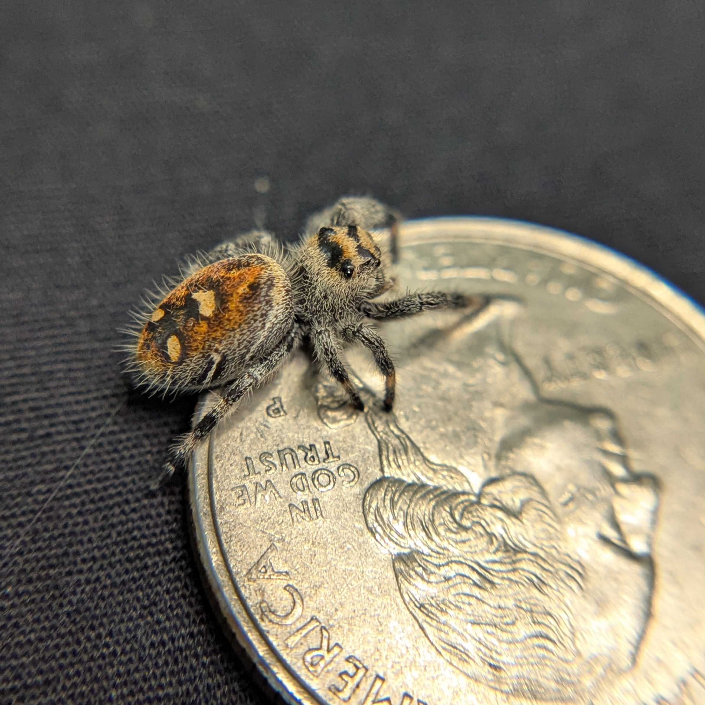 Regal Jumping Spider “Cider Grove”