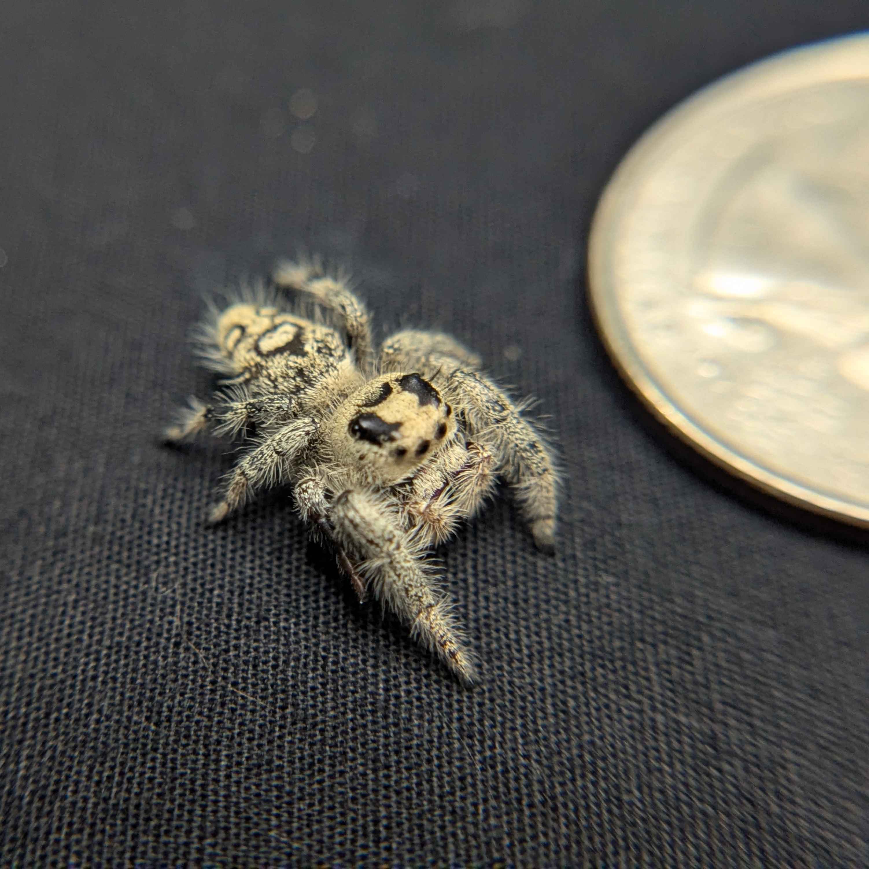 Regal Jumping Spider “Aurelia”