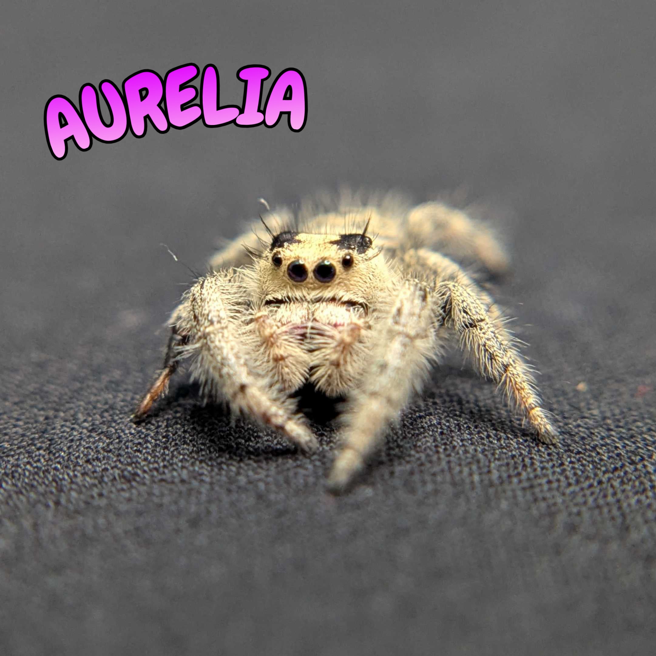Regal Jumping Spider “Aurelia”