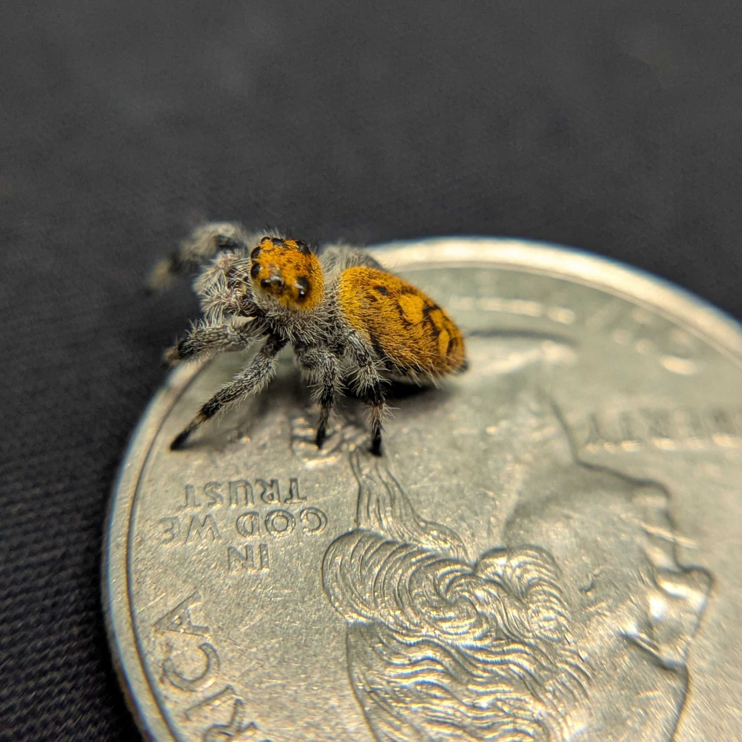 Regal Jumping Spider "Citrus"