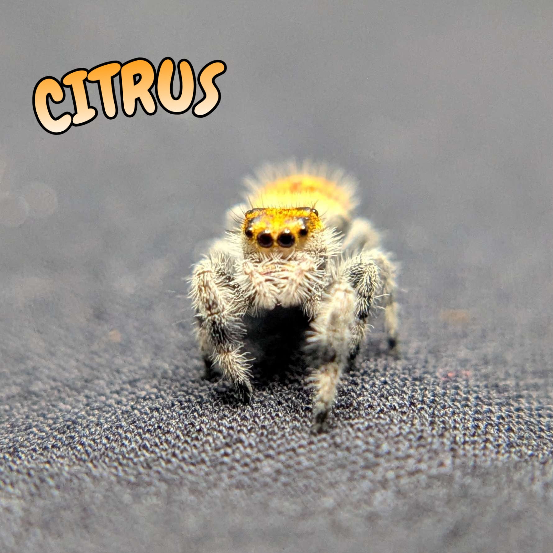 Regal Jumping Spider "Citrus"