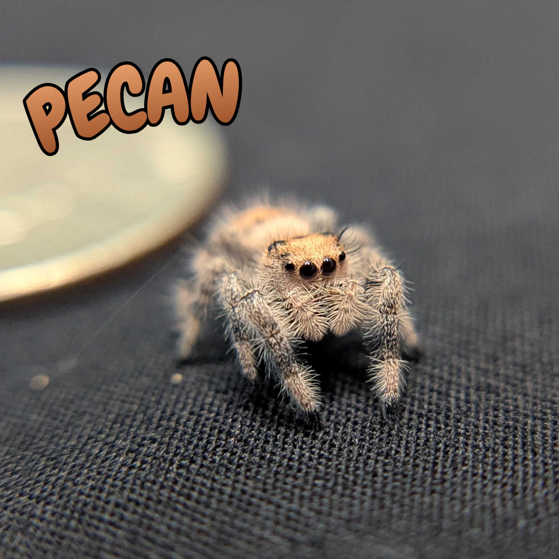 Regal Jumping Spider "Pecan"