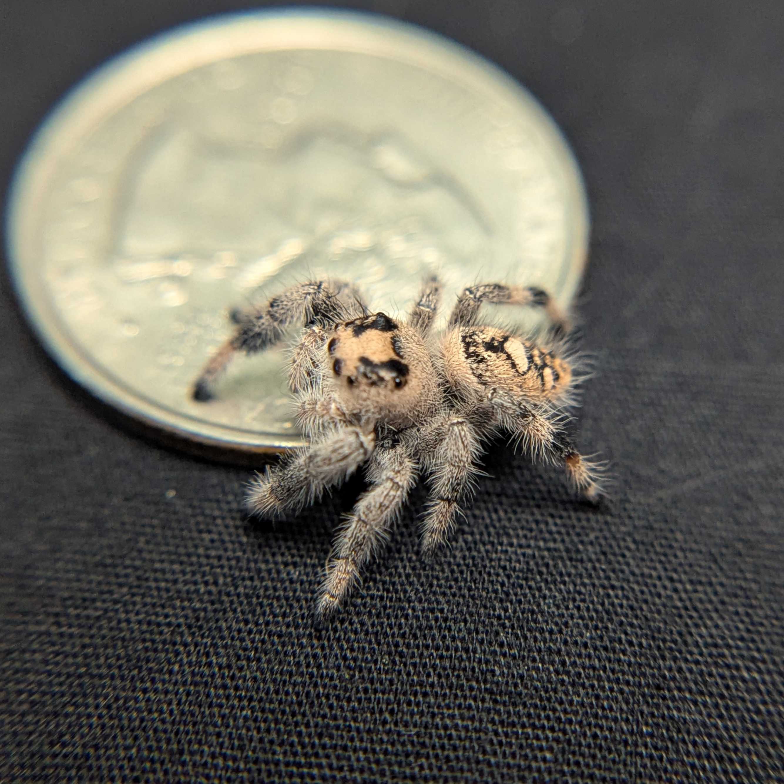 Regal Jumping Spider “Cerelia”