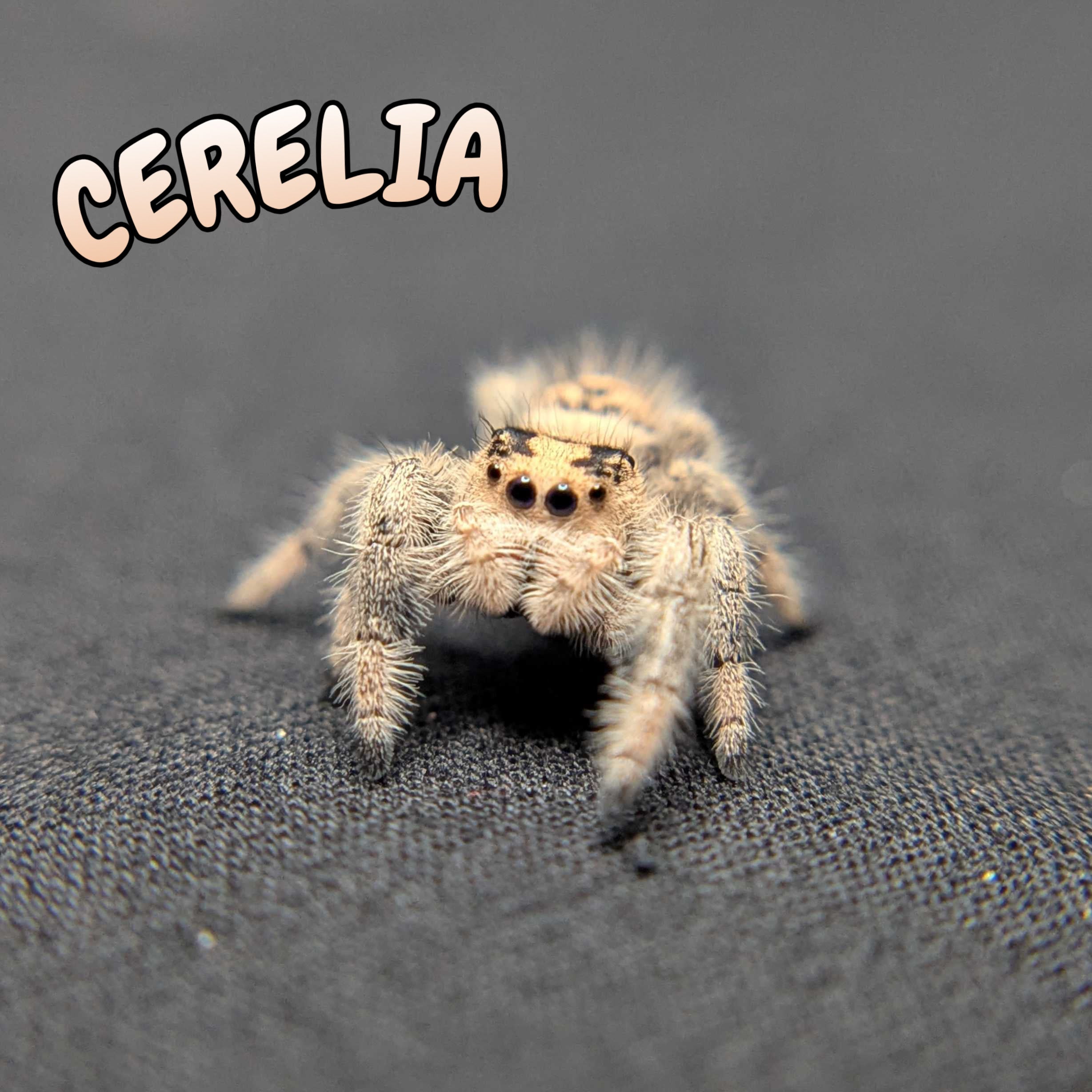 Regal Jumping Spider “Cerelia”
