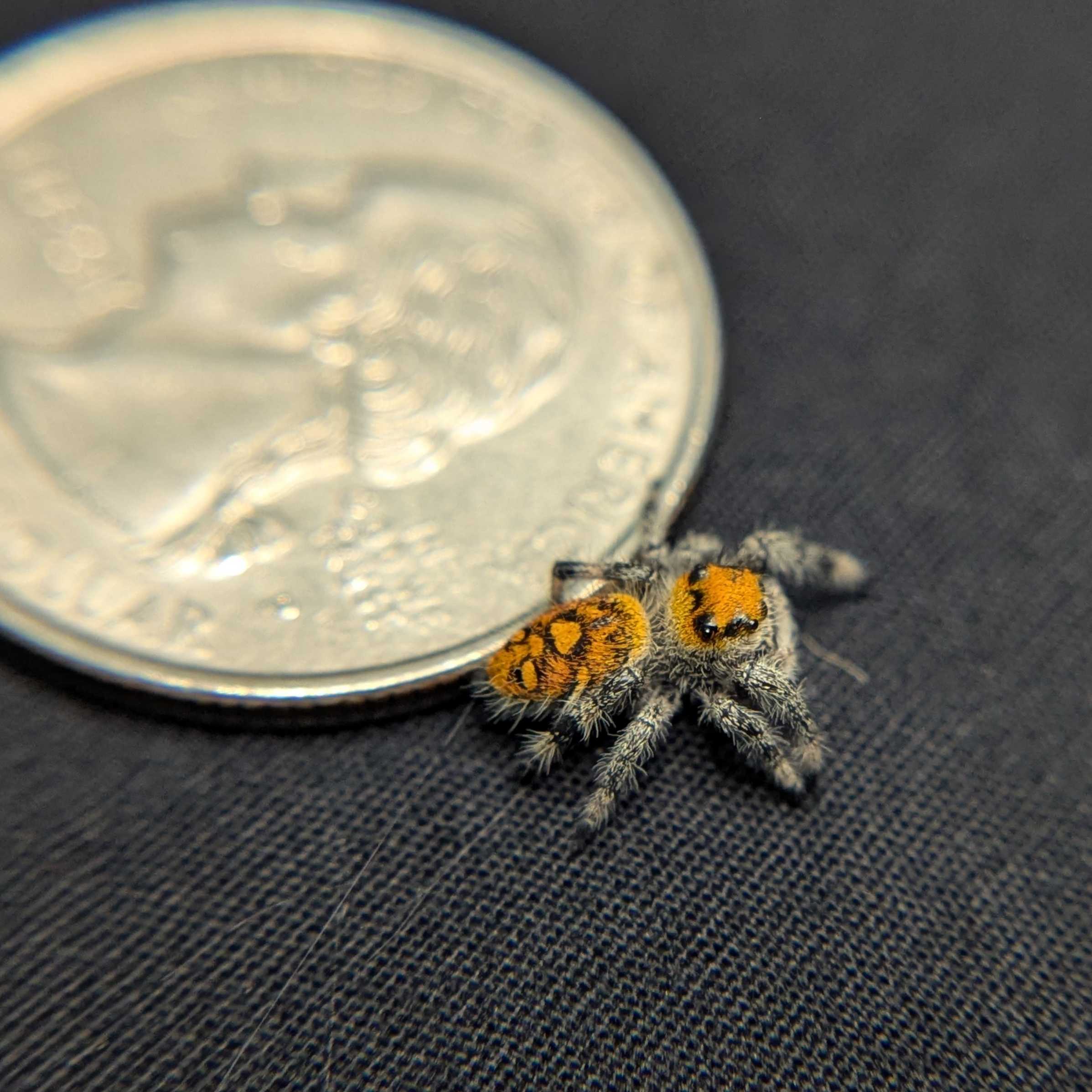 Regal Jumping Spider “Mulberry Pie”