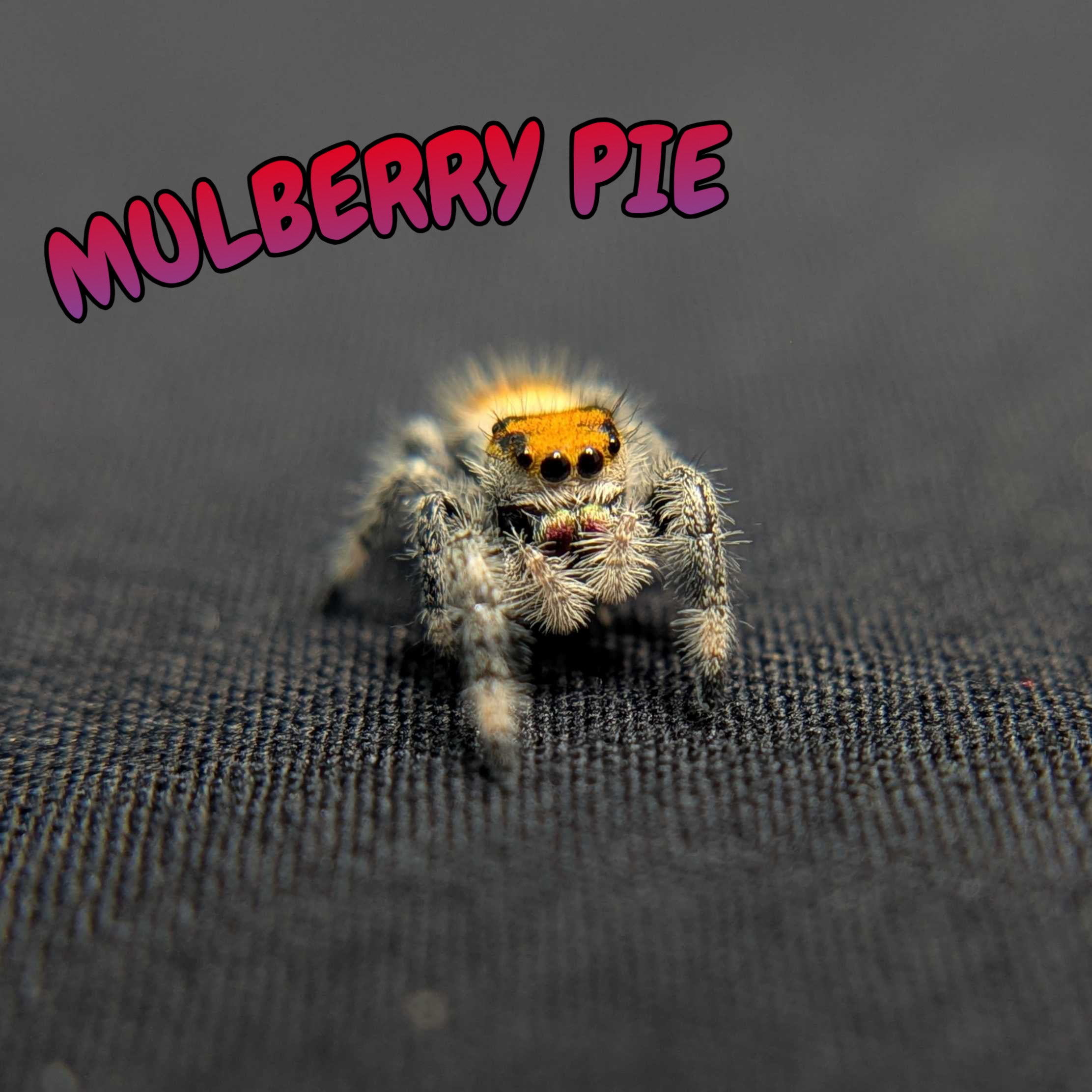 Regal Jumping Spider “Mulberry Pie”