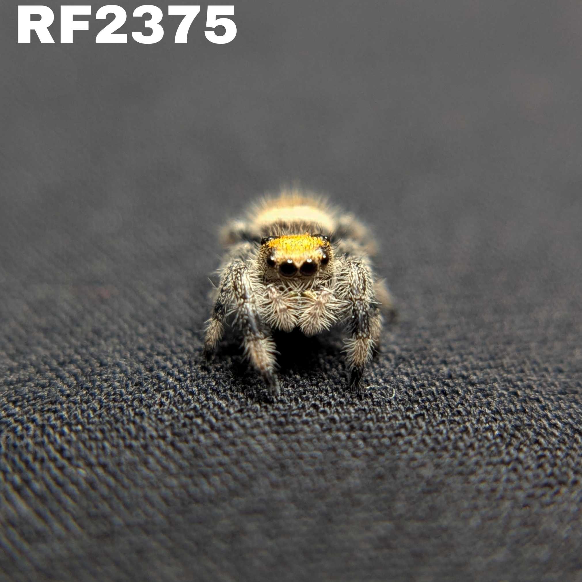 Regal Jumping Spider "Bell"