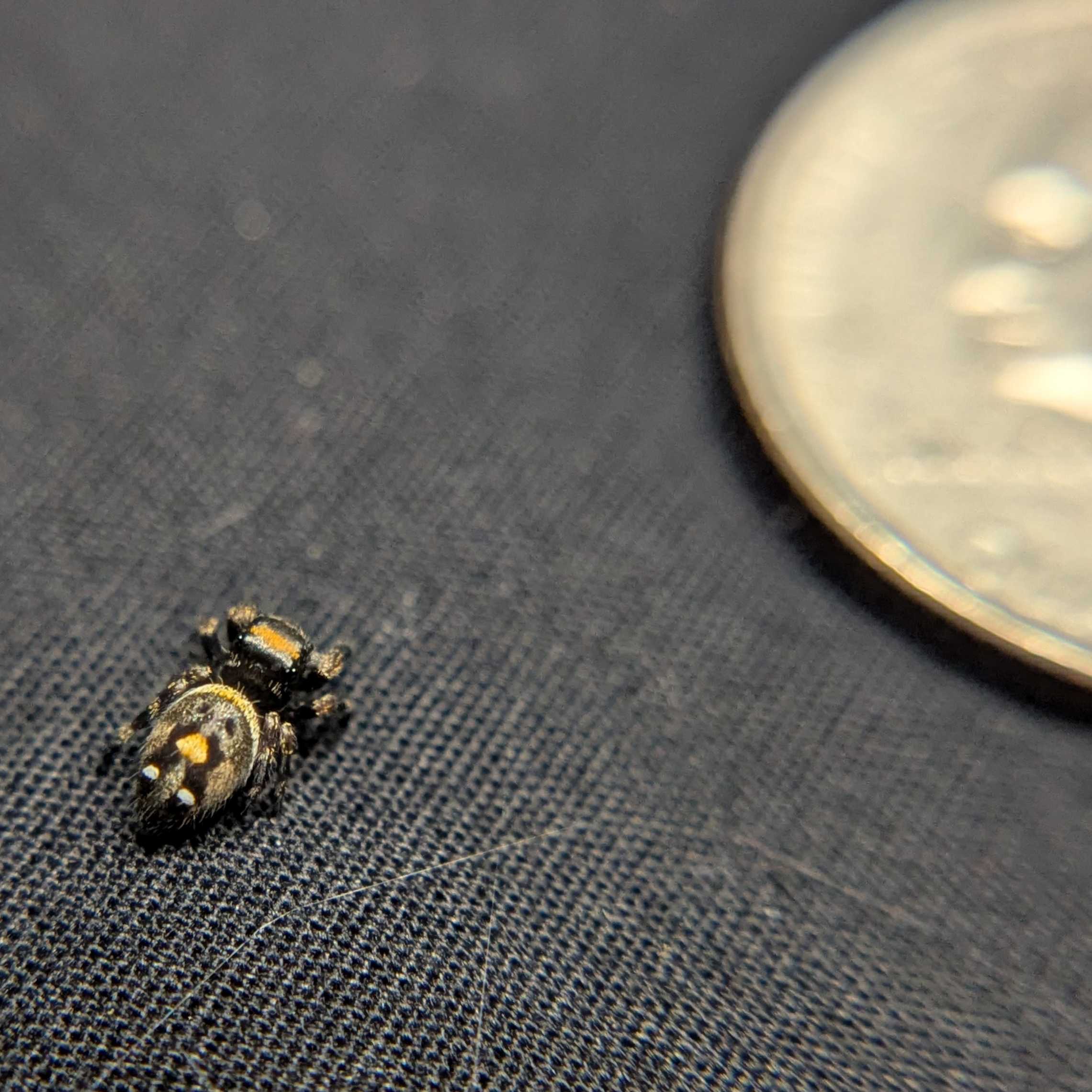 Regal Jumping Spider "Gothic"