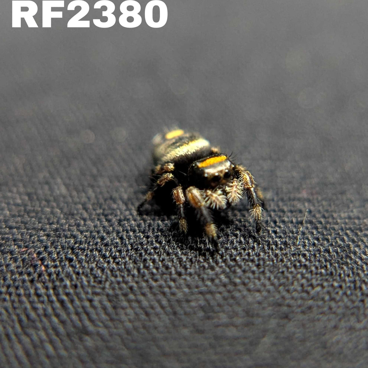 Regal Jumping Spider "Gothic"