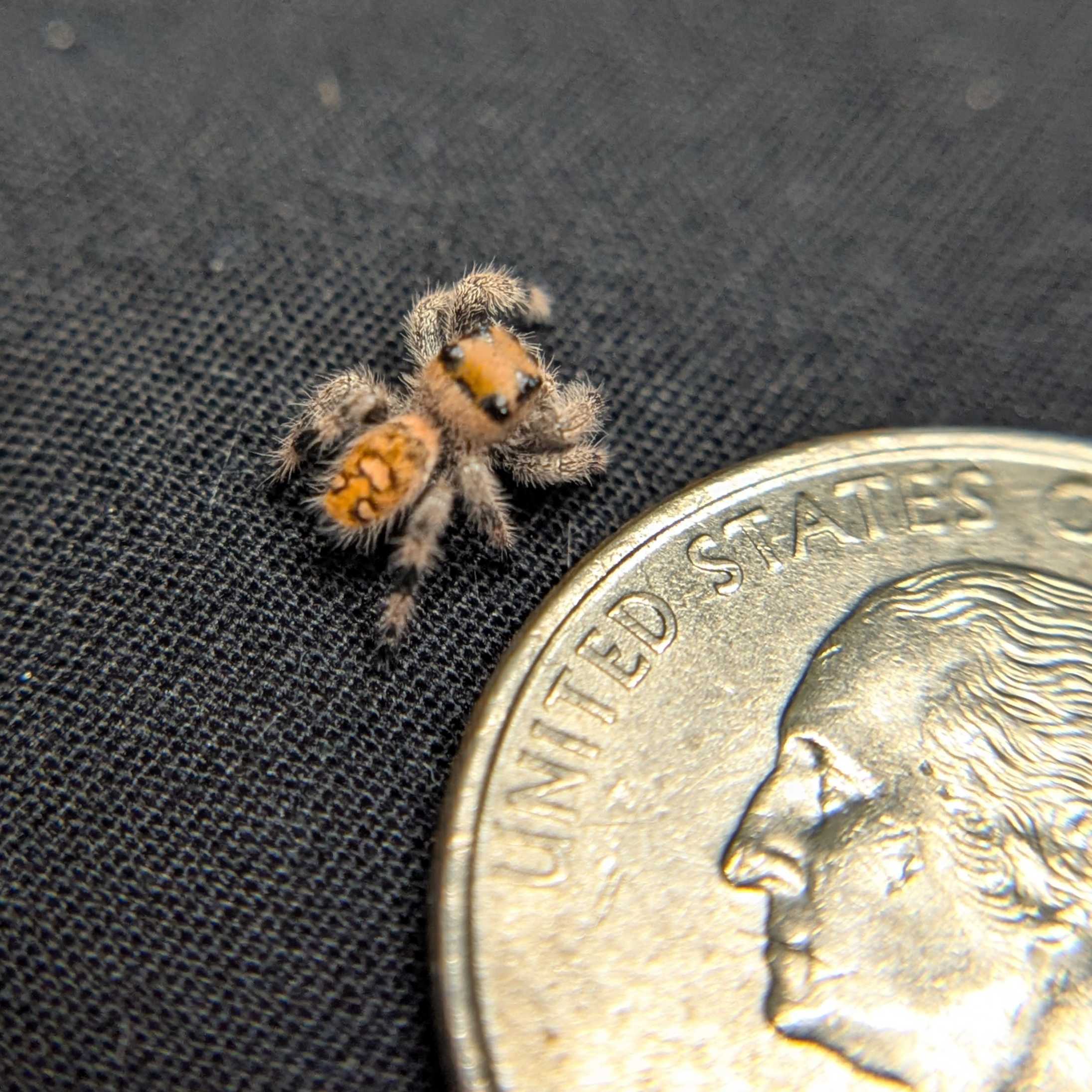 Regal Jumping Spider "Spell"