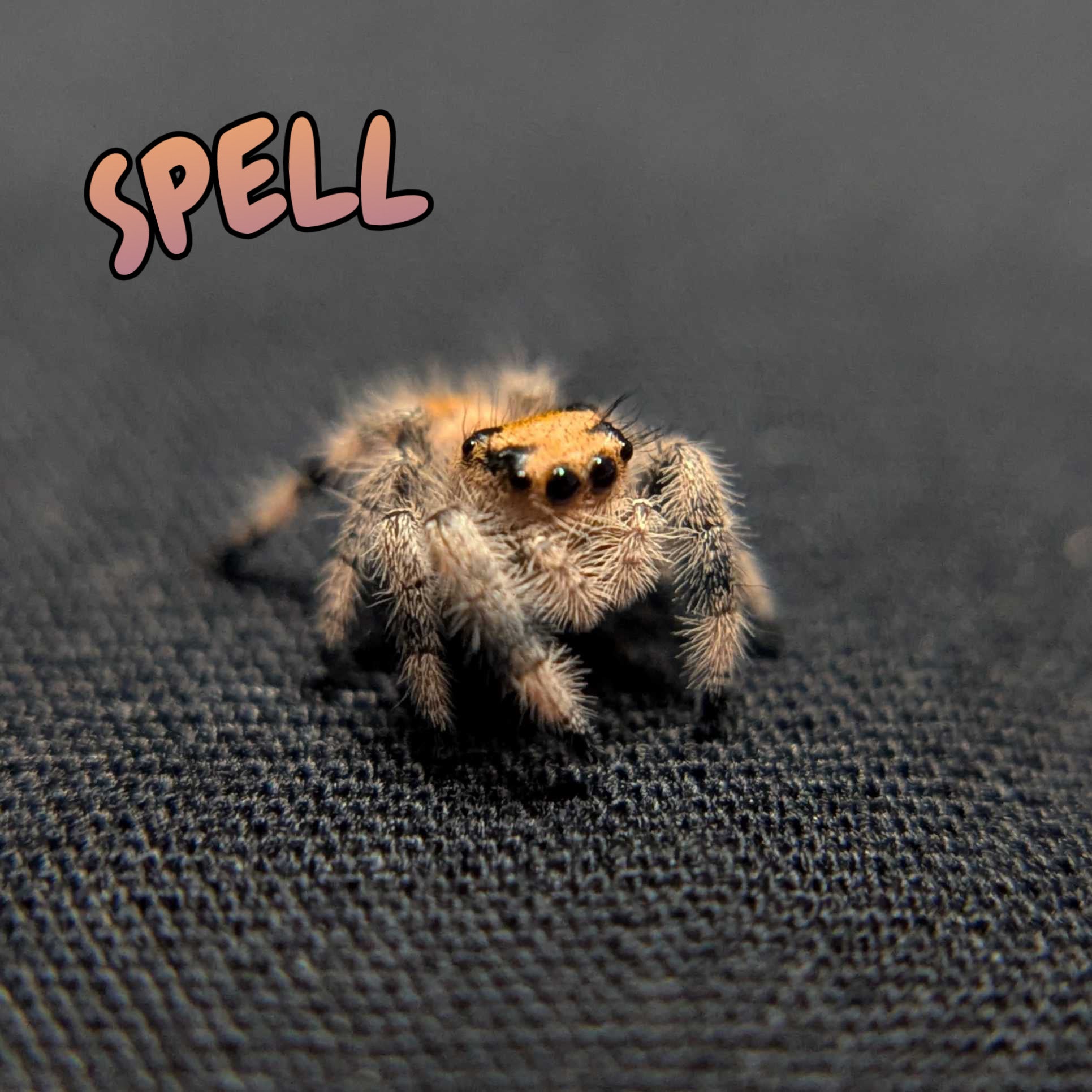 Regal Jumping Spider "Spell"