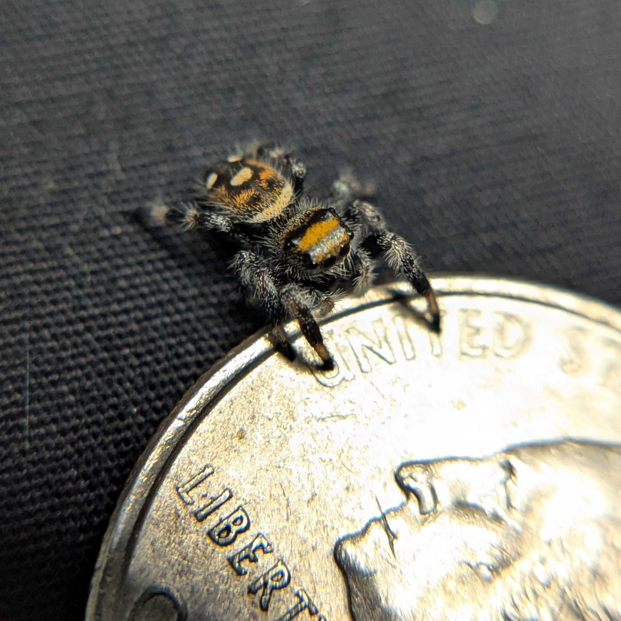 Regal Jumping Spider "Sizzle"