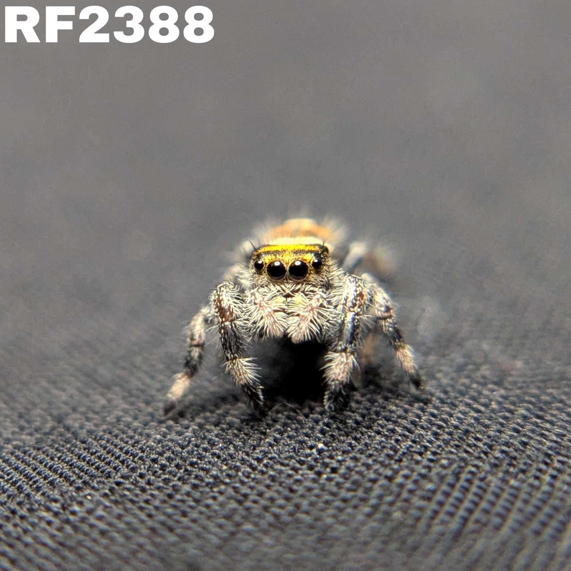 Regal Jumping Spider "Sizzle"