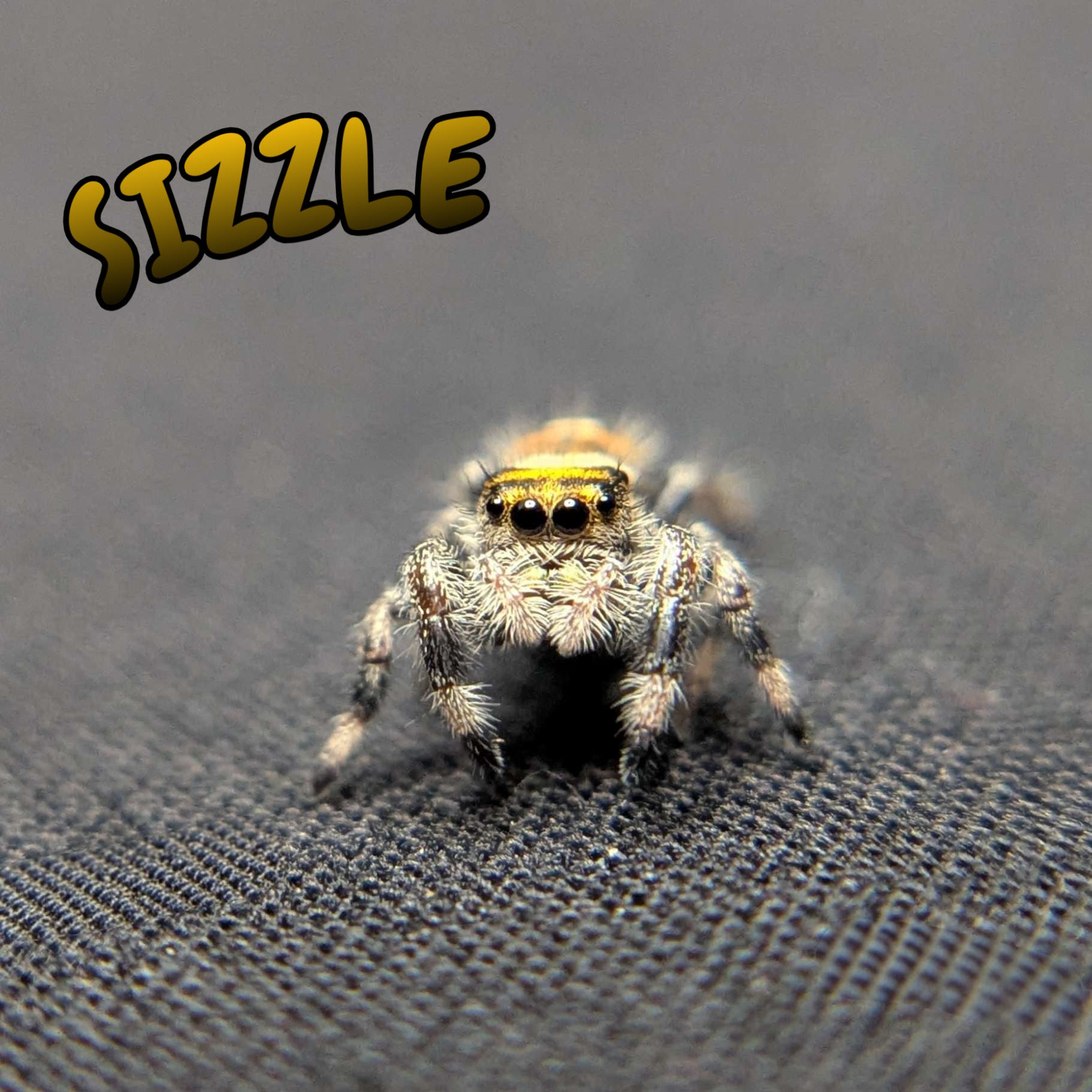 Regal Jumping Spider "Sizzle"