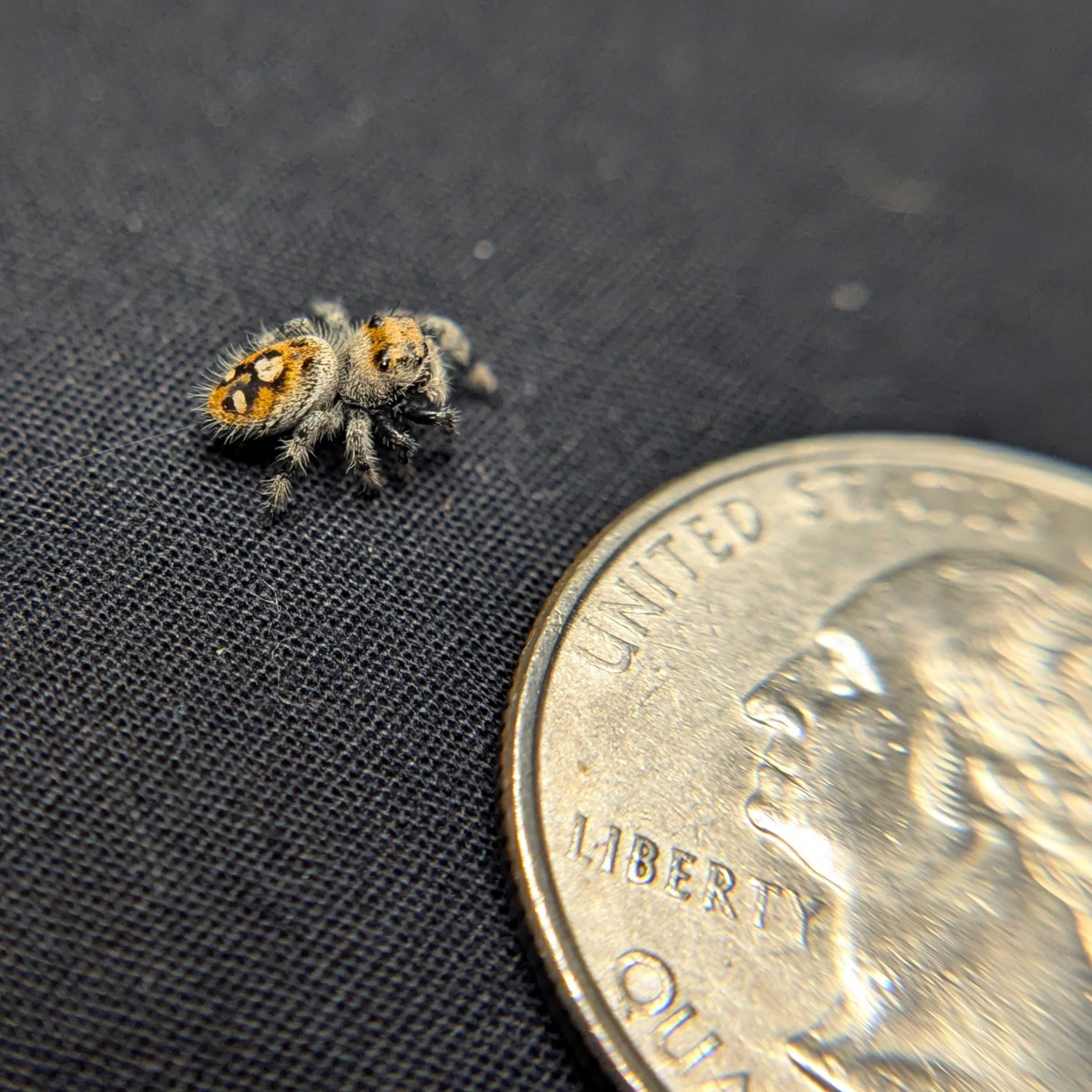 Regal Jumping Spider "Tropical"