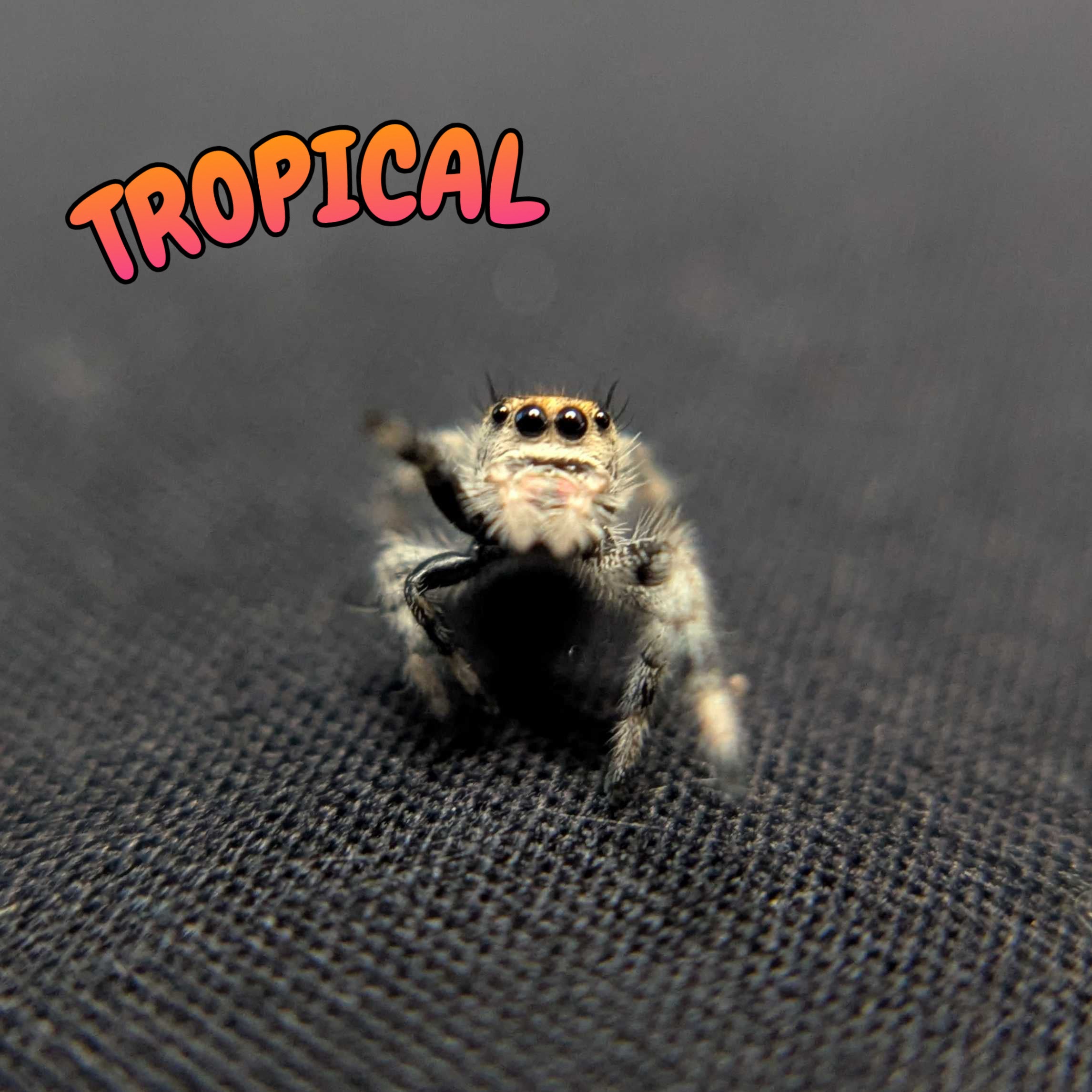Regal Jumping Spider "Tropical"