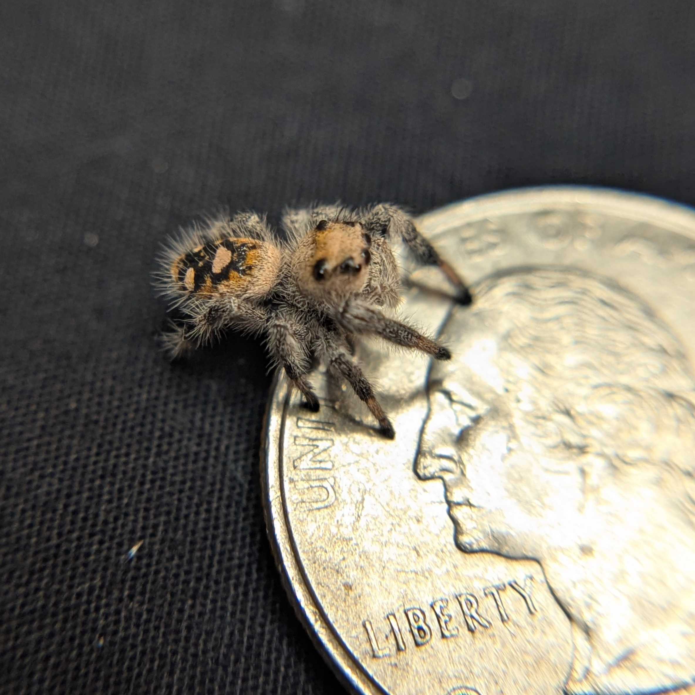Regal Jumping Spider "Hazel"