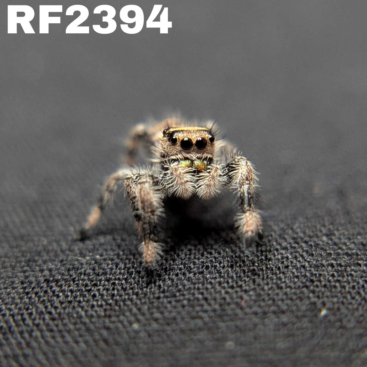 Regal Jumping Spider "Pea"
