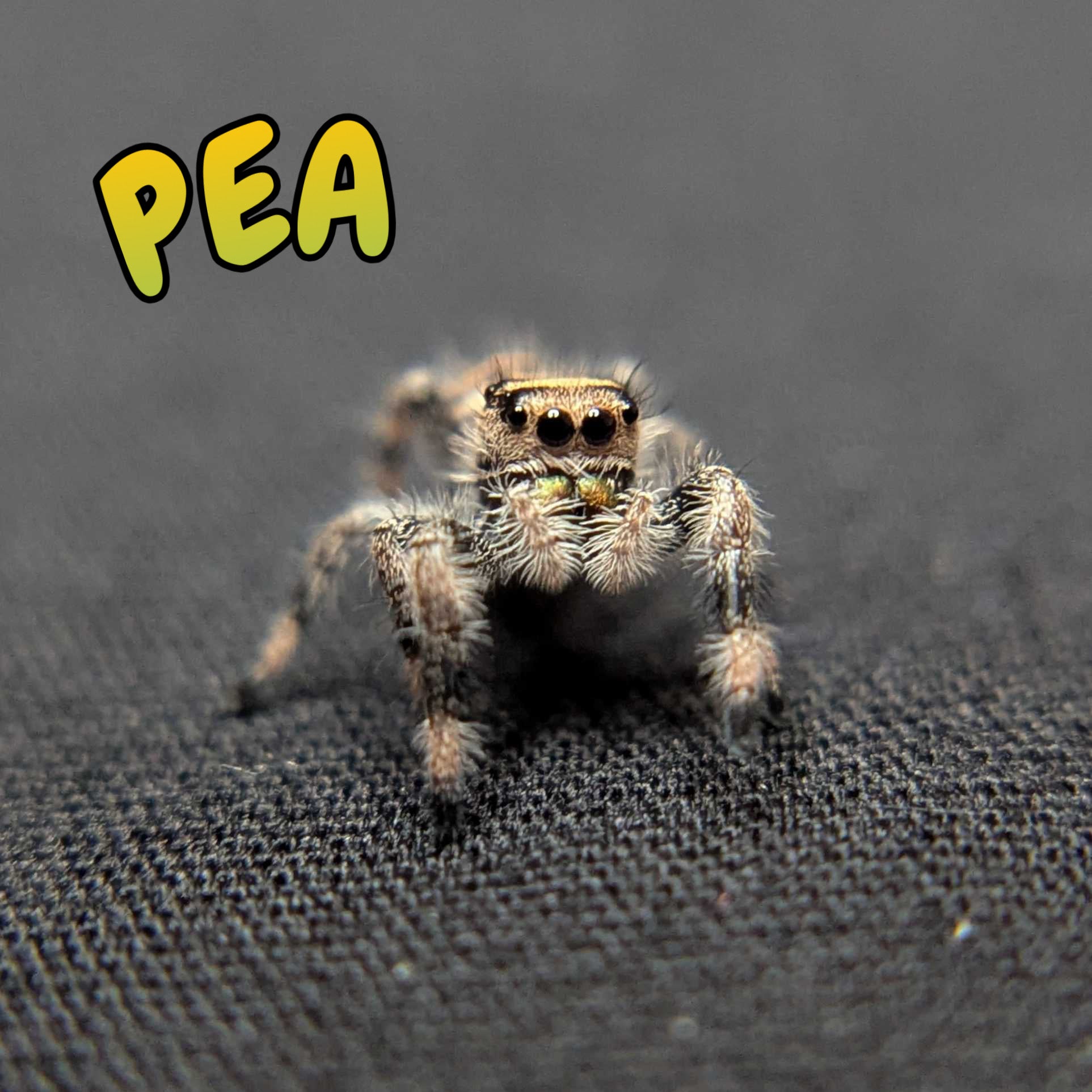 Regal Jumping Spider "Pea"