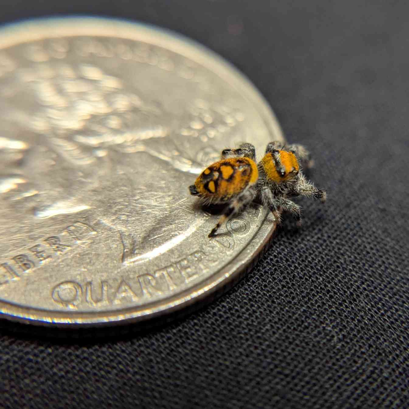Regal Jumping Spider "Blood Orange"