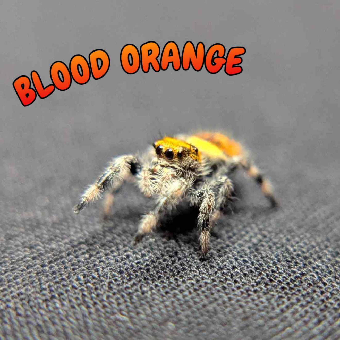 Regal Jumping Spider "Blood Orange"