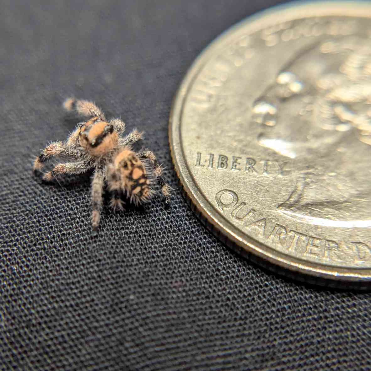 Regal Jumping Spider "Yogurt"