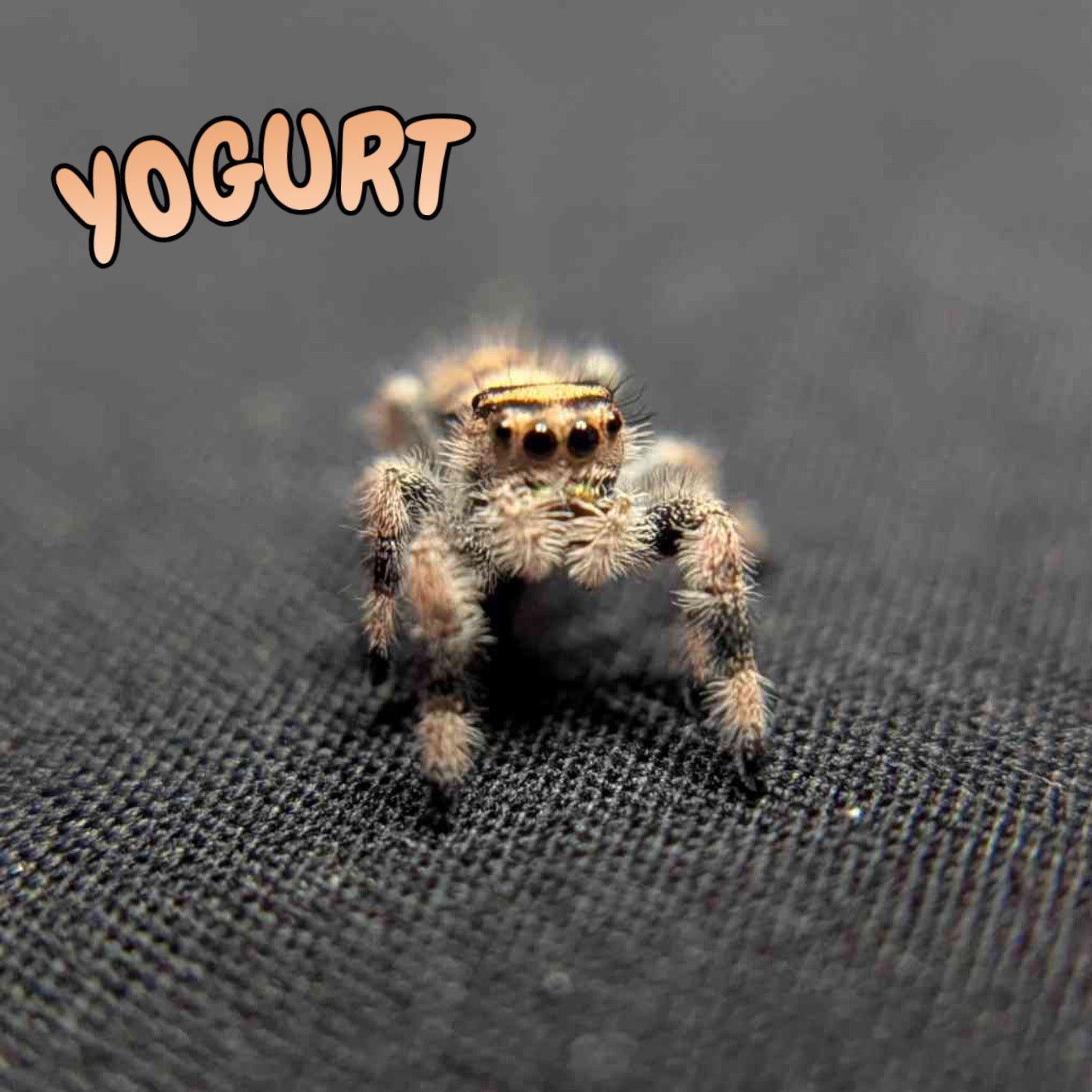 Regal Jumping Spider "Yogurt"