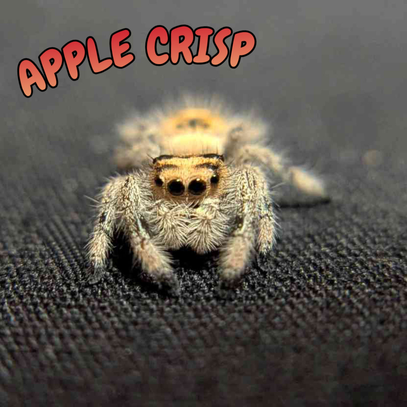 Regal Jumping Spider “Apple Crisp”
