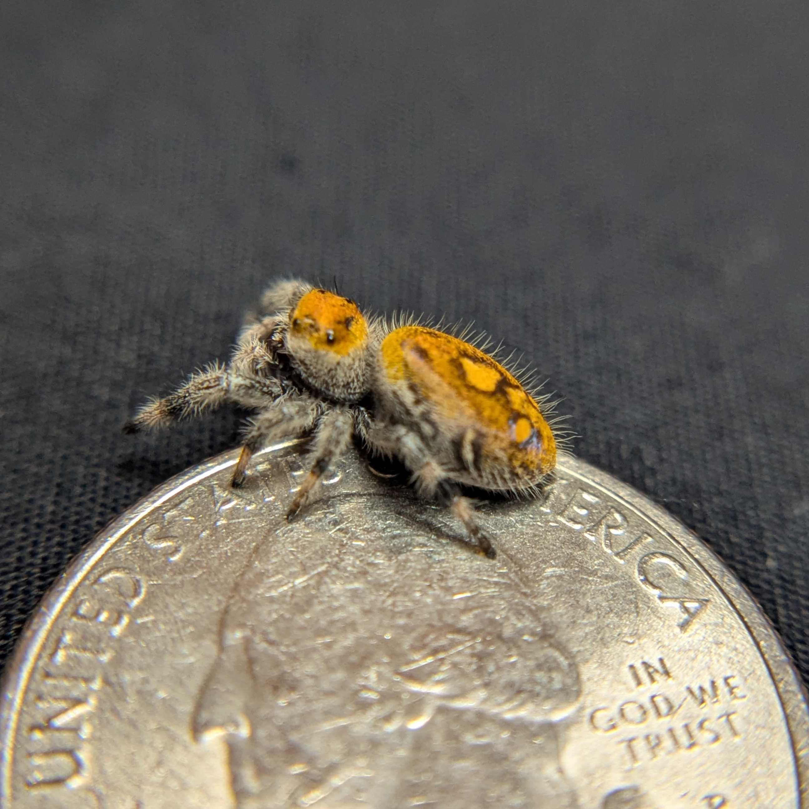 Regal Jumping Spider “Pyra”