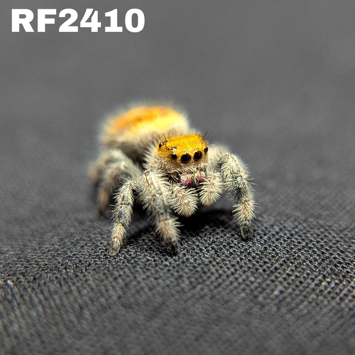 Regal Jumping Spider “Pyra”