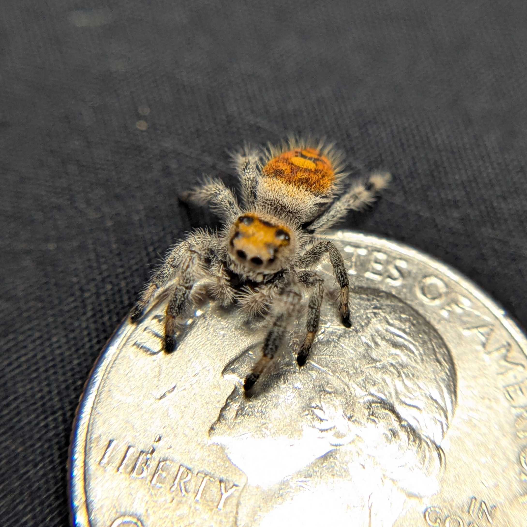 Regal Jumping Spider “Orangesicle”