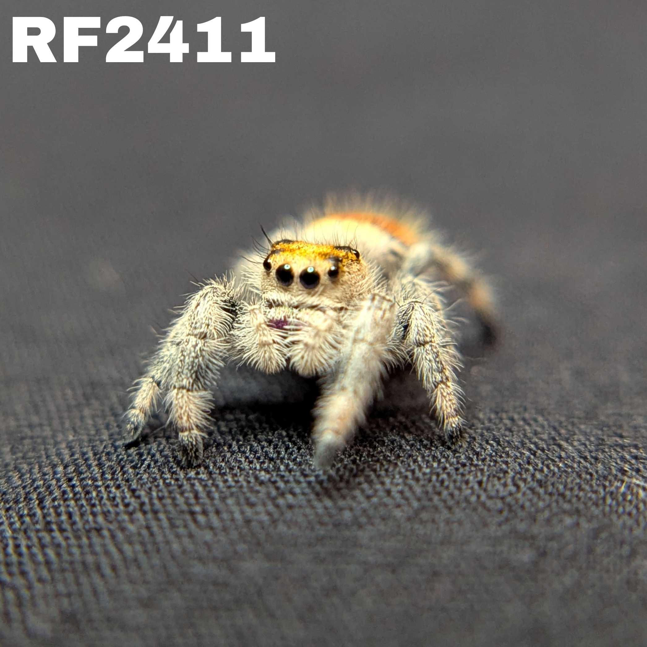 Regal Jumping Spider “Orangesicle”