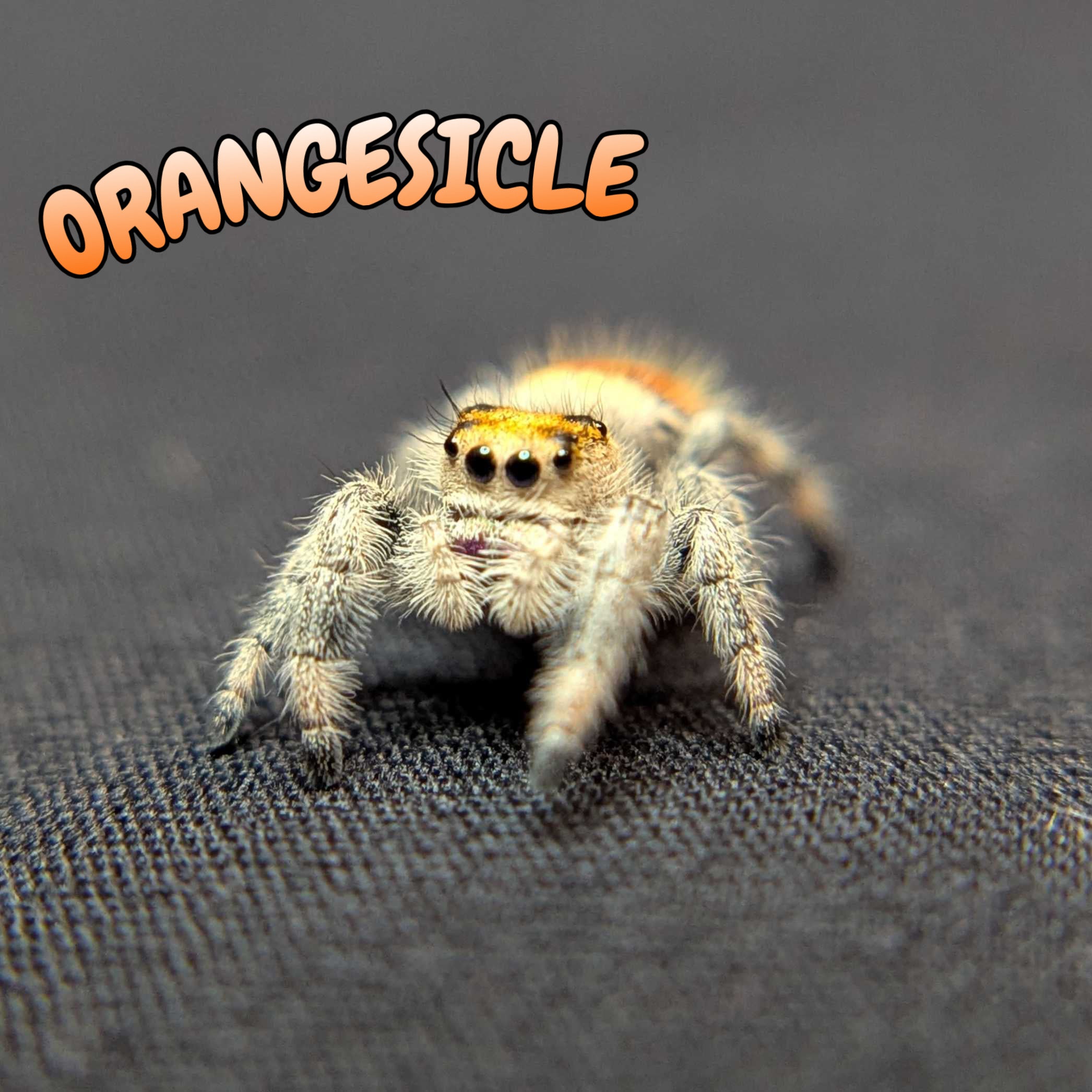 Regal Jumping Spider “Orangesicle”