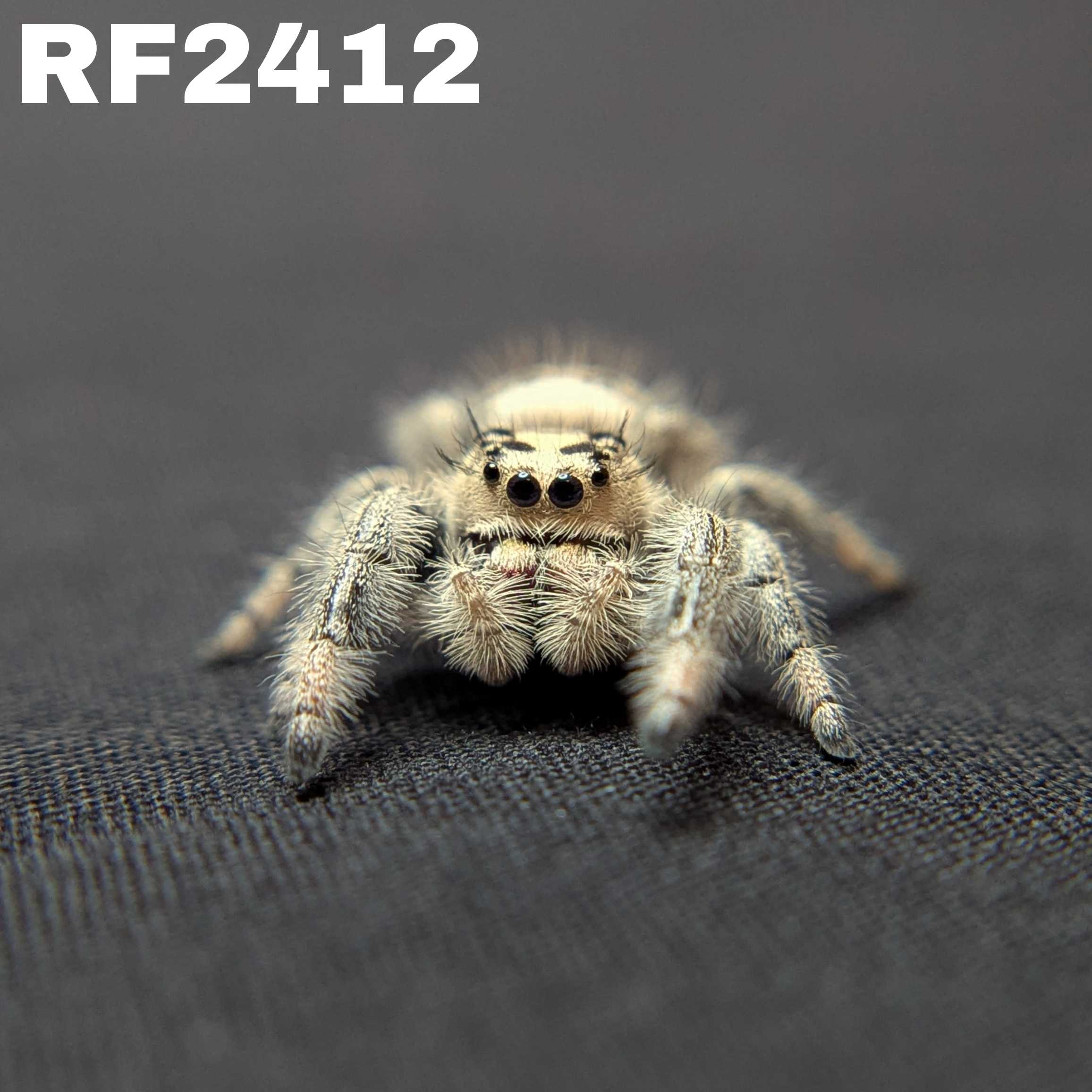 Regal Jumping Spider "Jessica"