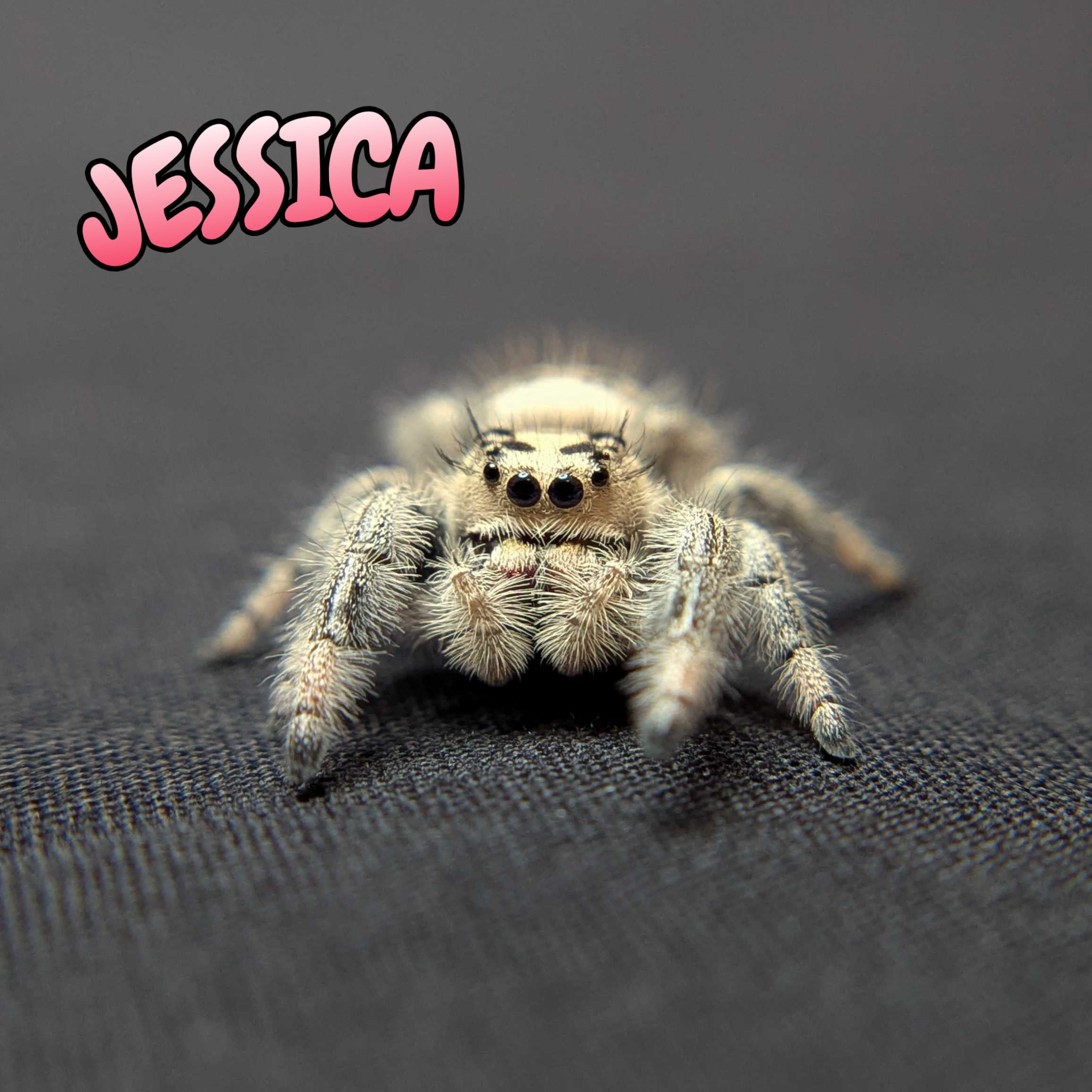Regal Jumping Spider "Jessica"