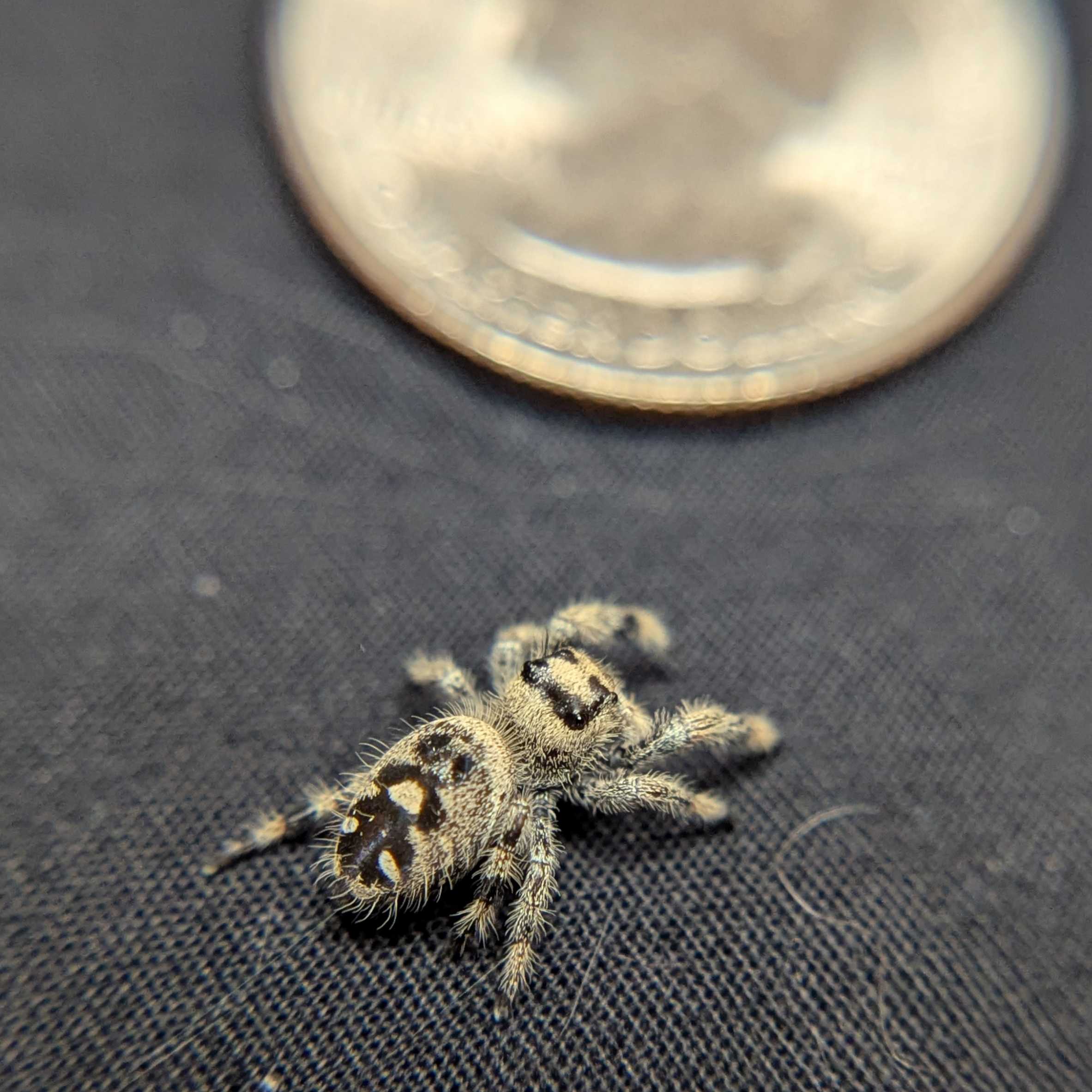 Regal Jumping Spider "Elizabeth"