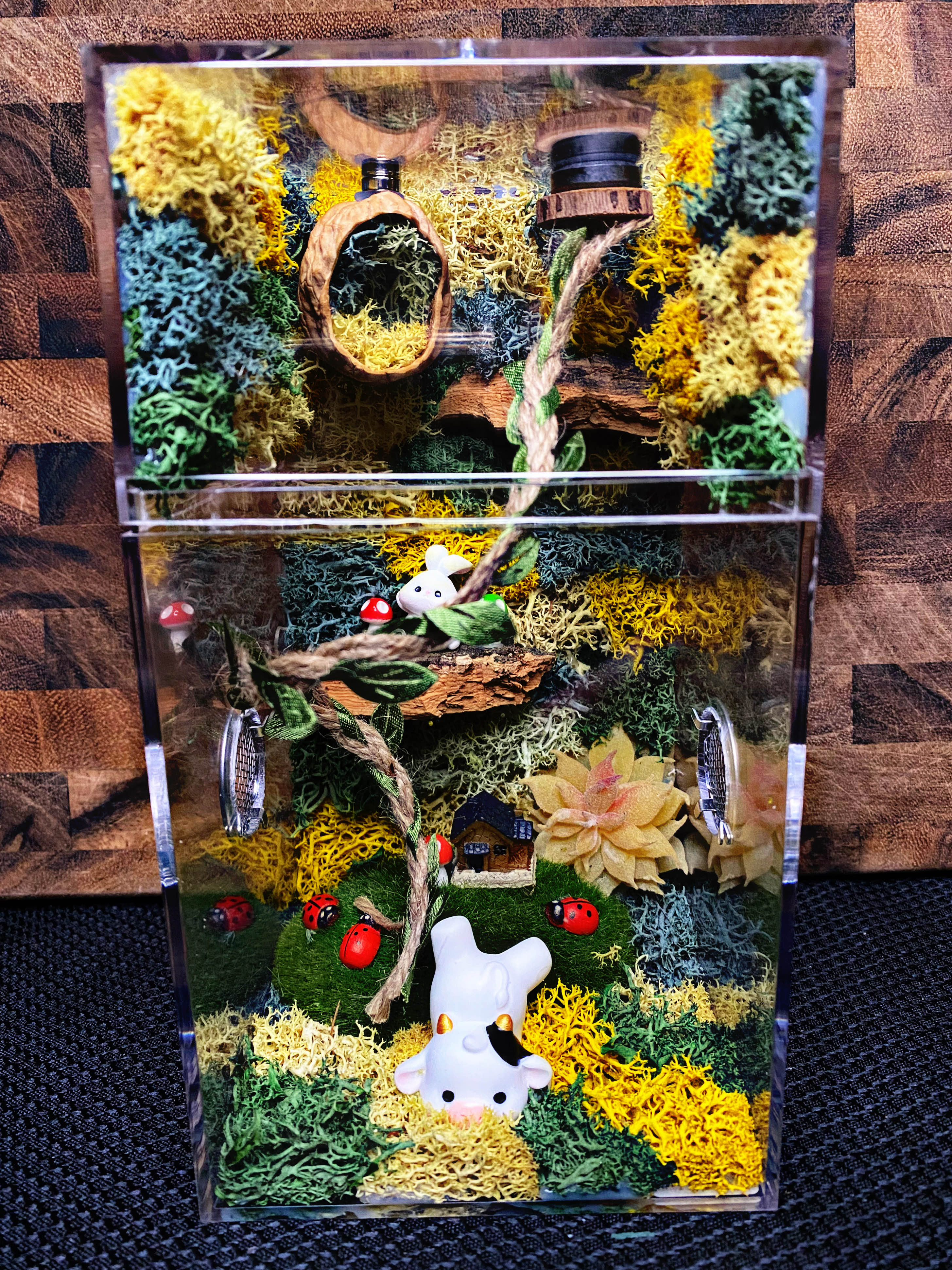 Custom Jumping Spider Enclosure