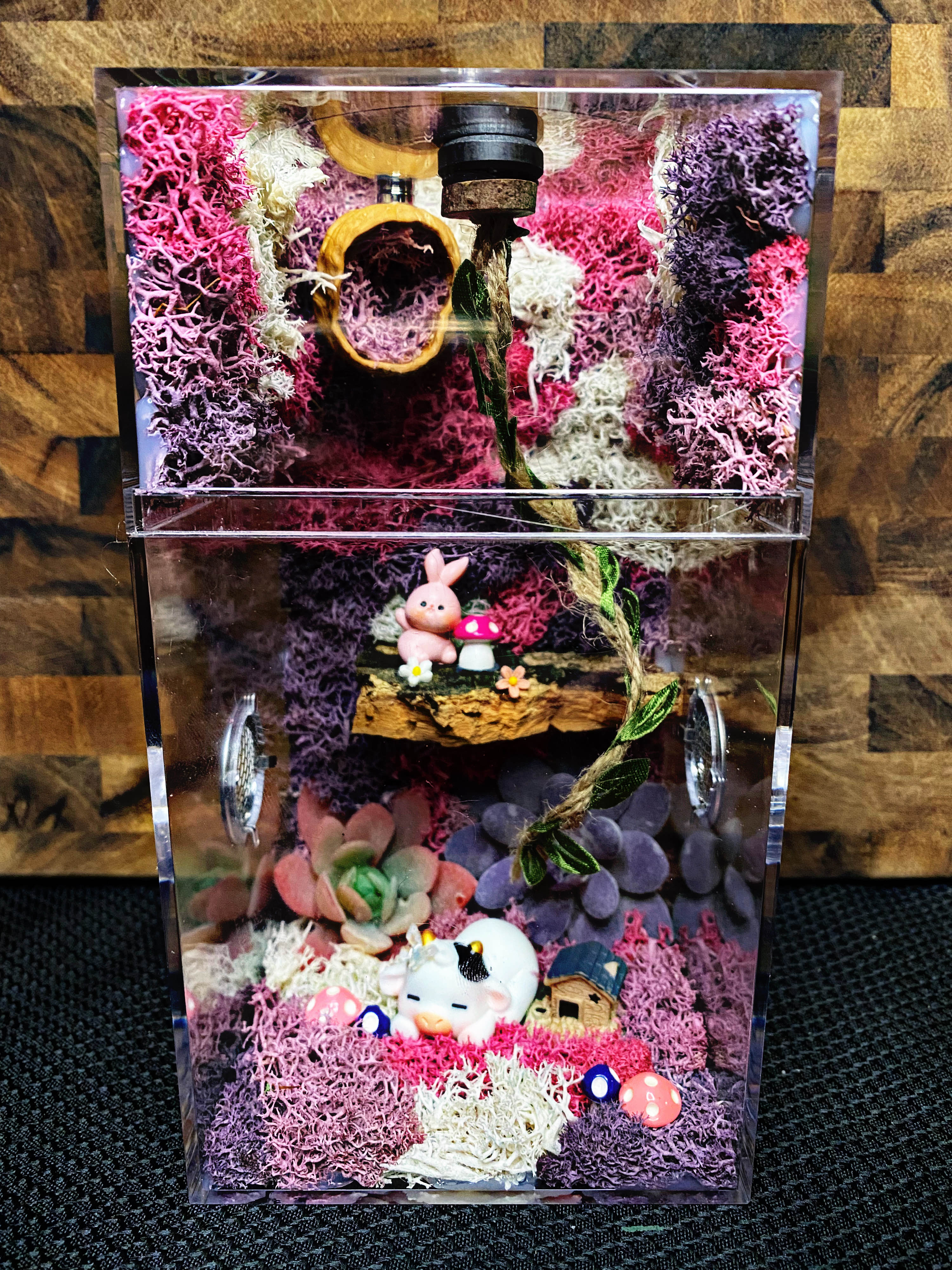 Custom Jumping Spider Enclosure