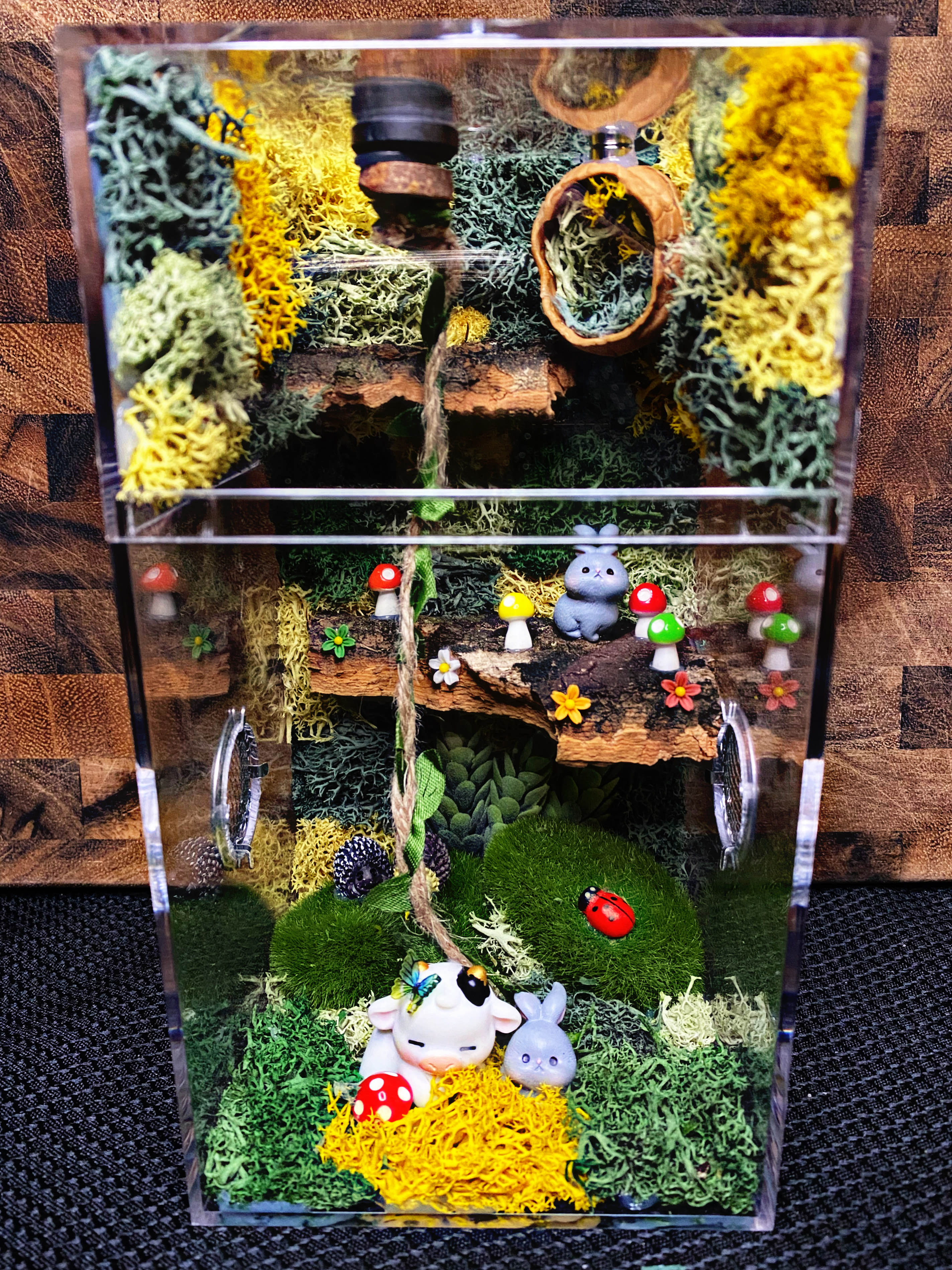 Custom Jumping Spider Enclosure